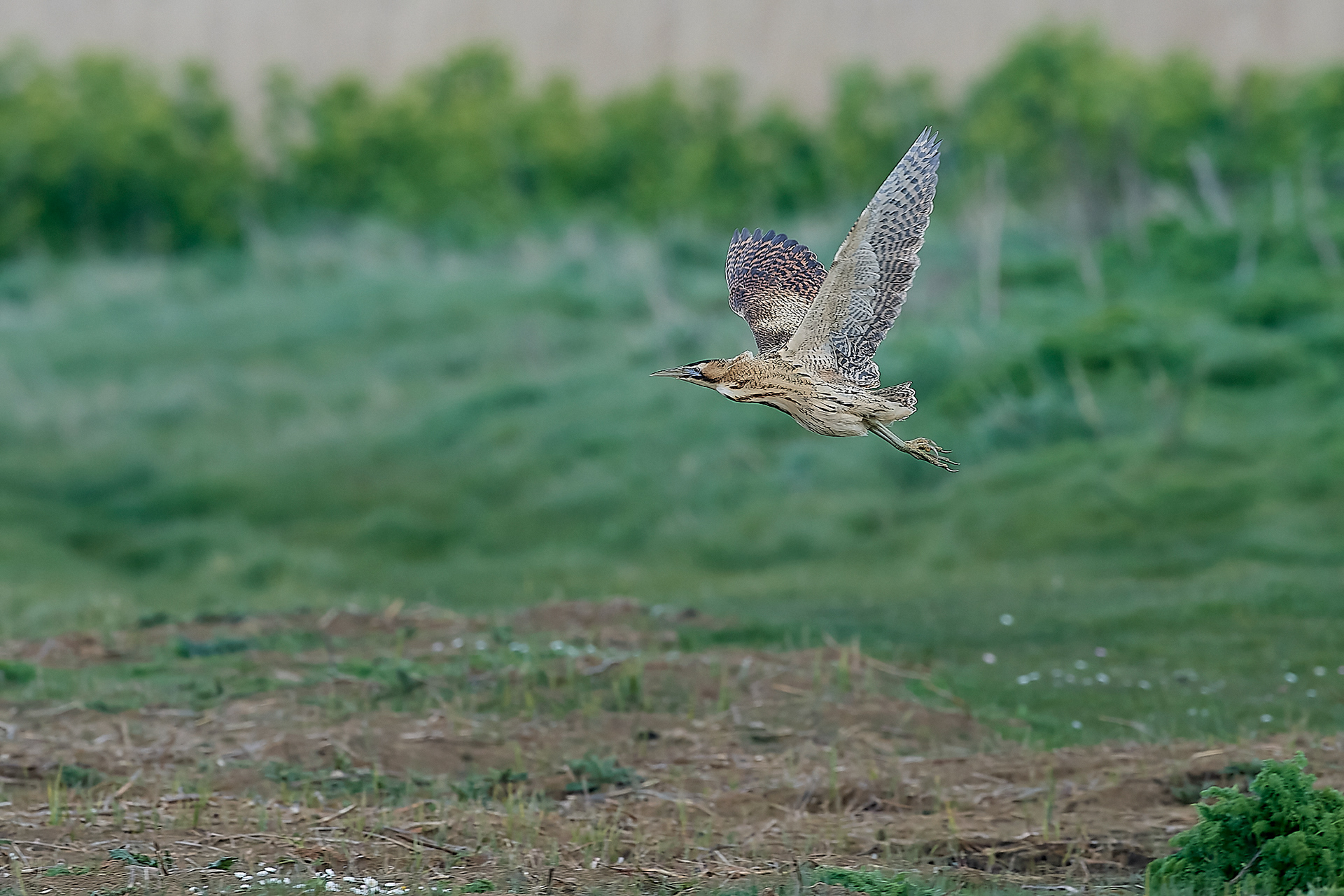 Bittern ♂︎ (Botaurus stellaris) Cley