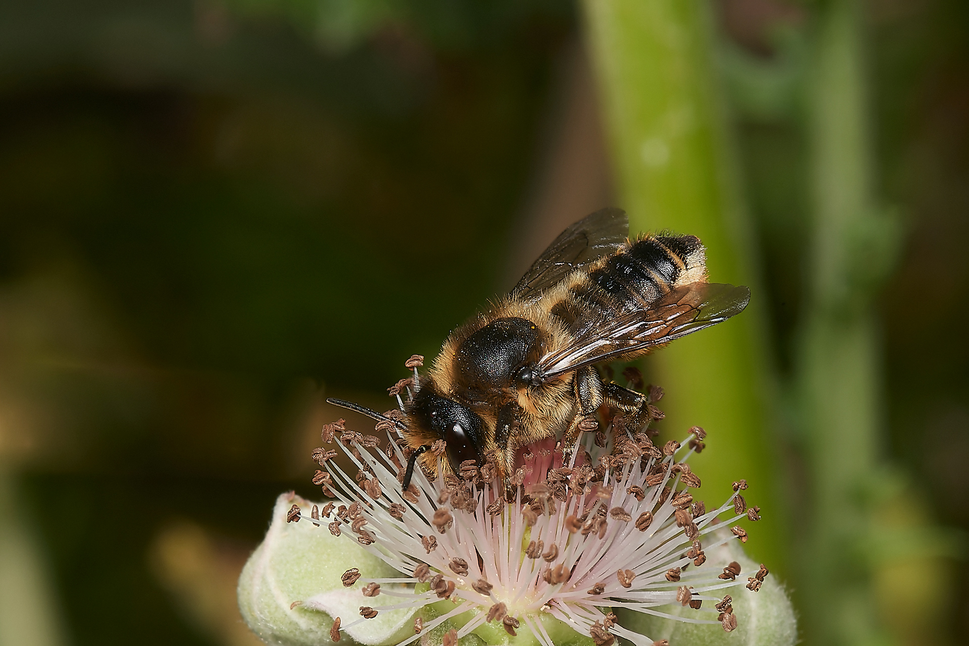 Willughby's Leafcutter Bee (Megachile willughbiella) Hanworth