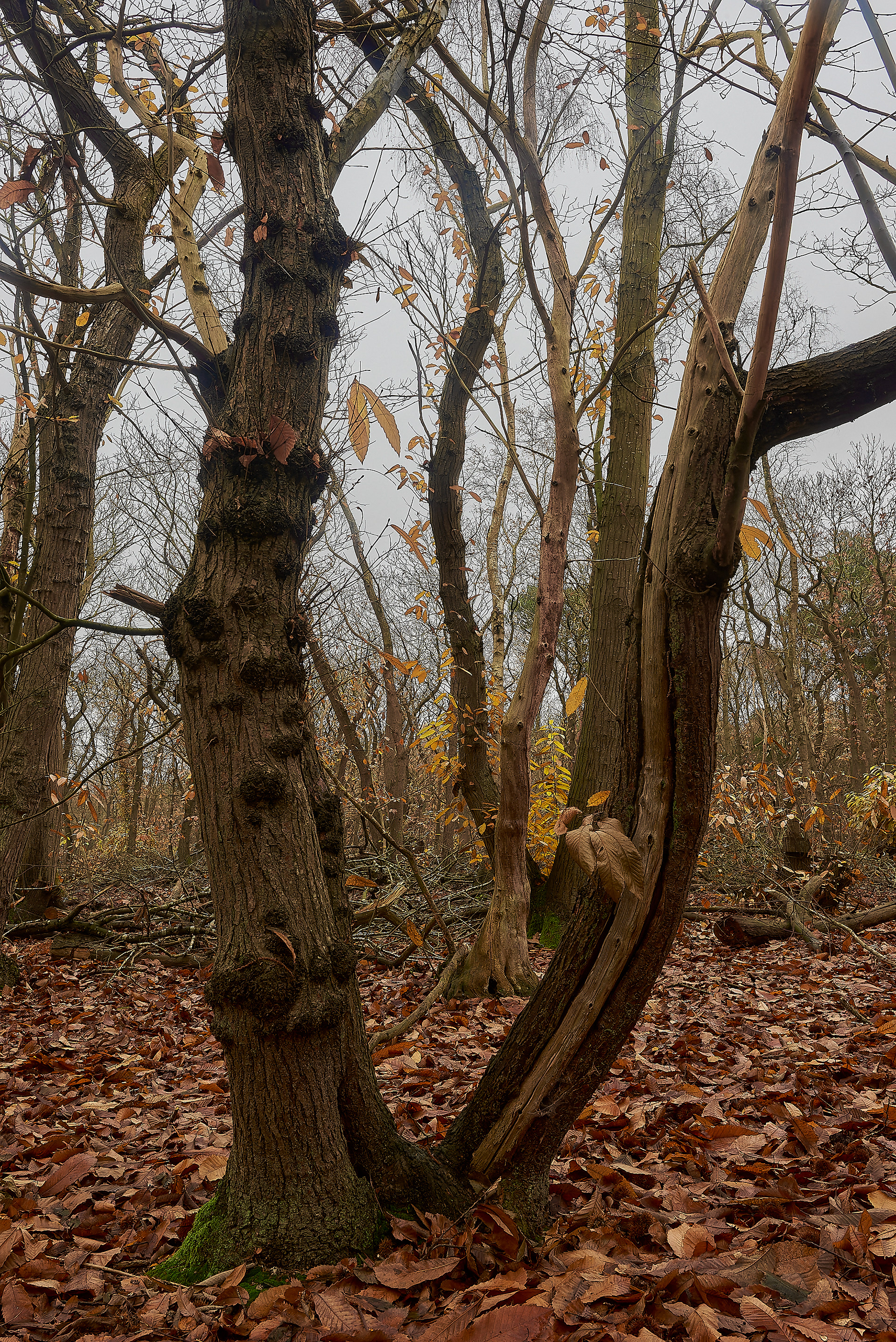 Broadland Country Park - Sweet Chestnut 11/19