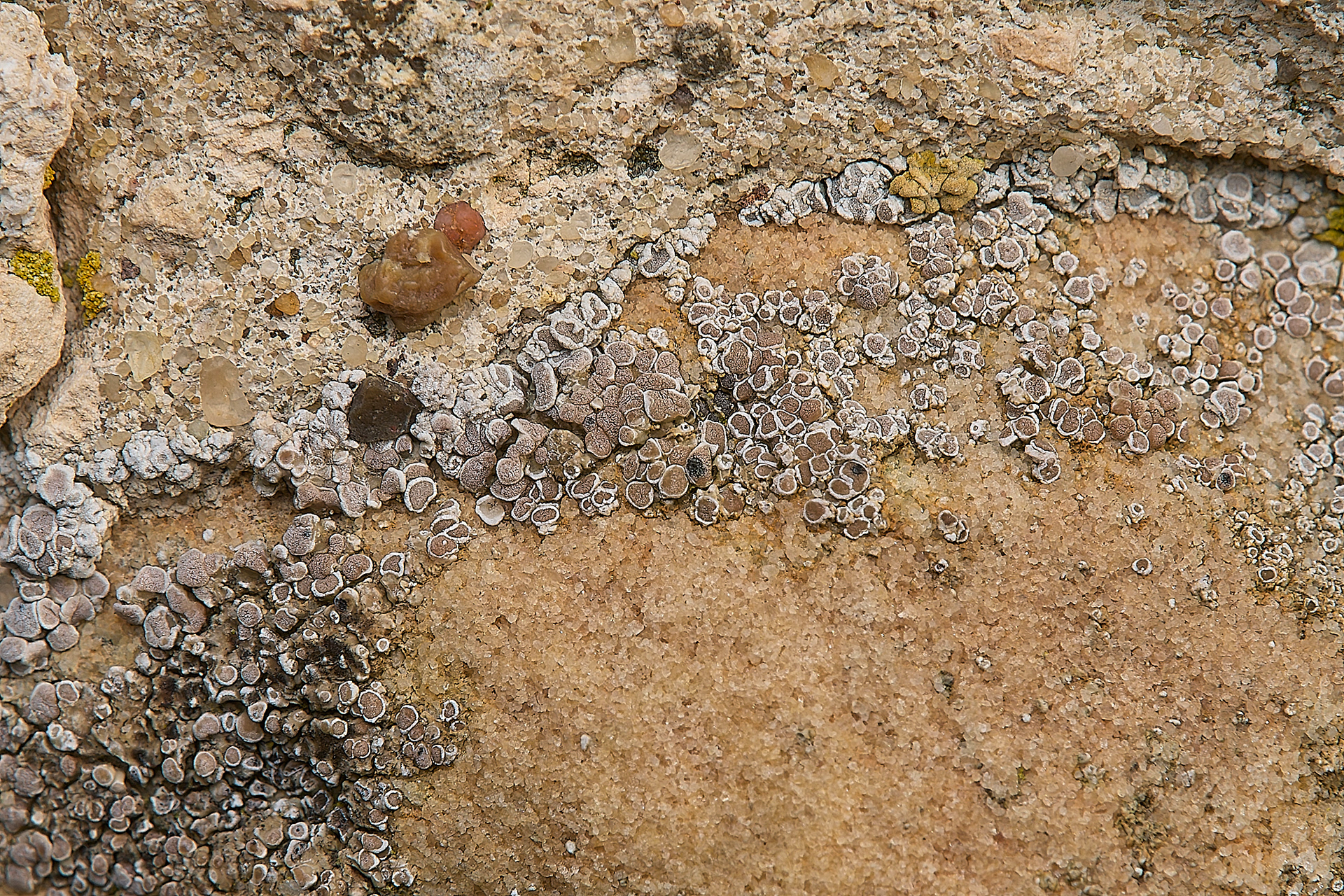 Myriolecia antiqua
