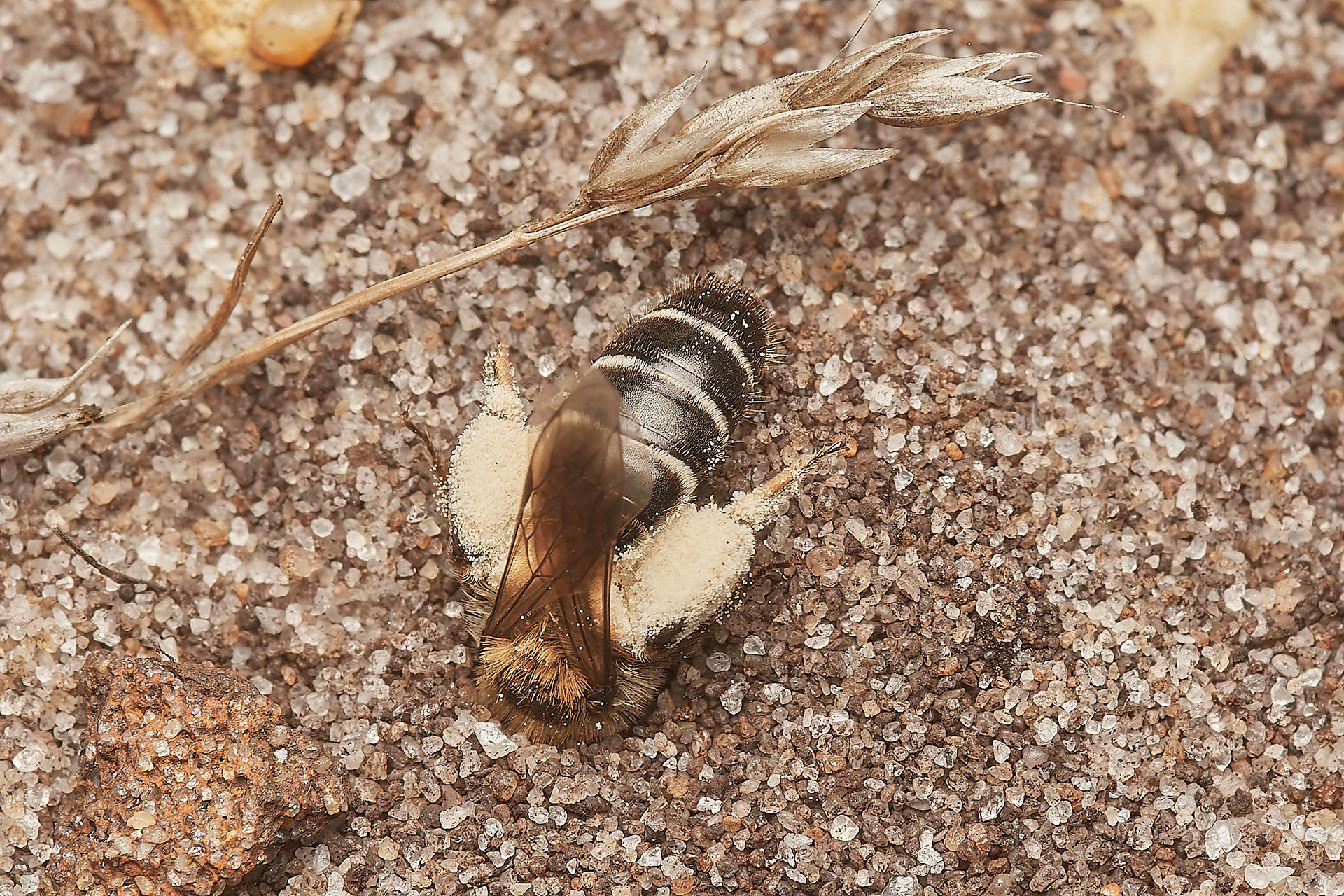 Small Sandpit Ming Bee (Andrena argentata) Roydon Common