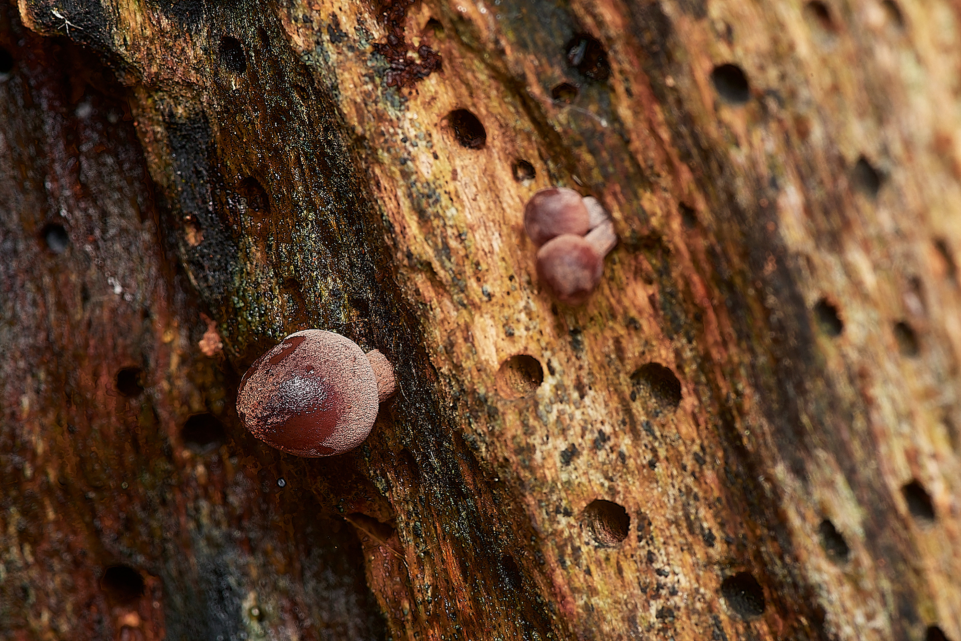 Bleeding Bonnet (Mycena sanguinolenta) Holkham Park