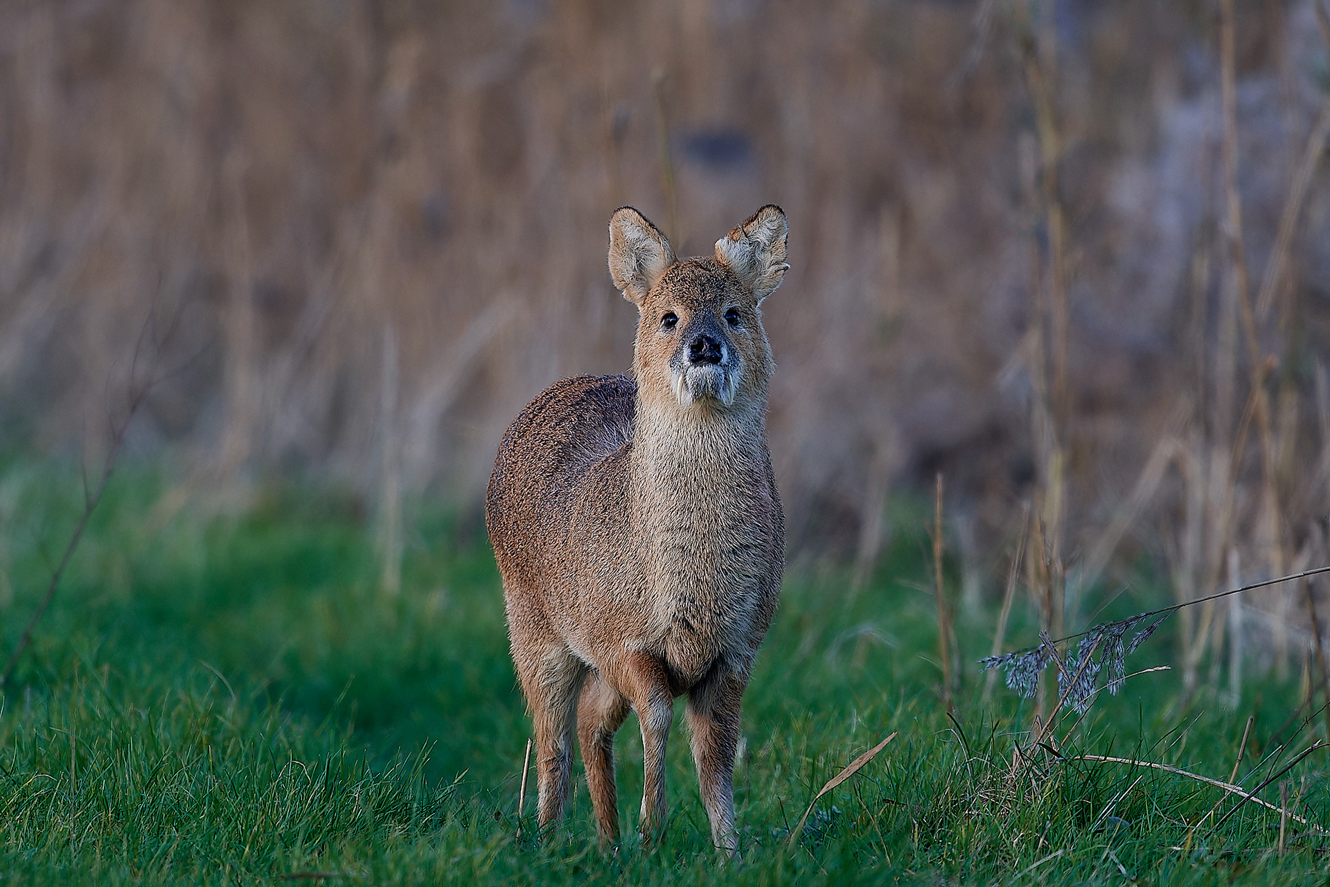 Chinese Water Deer (Hydropotes inermis) Cley