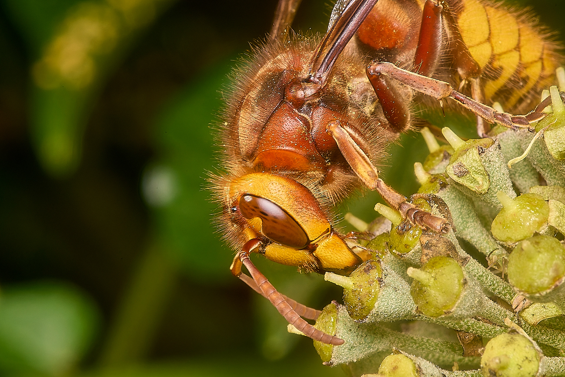 Hornet (Vespa crabro)