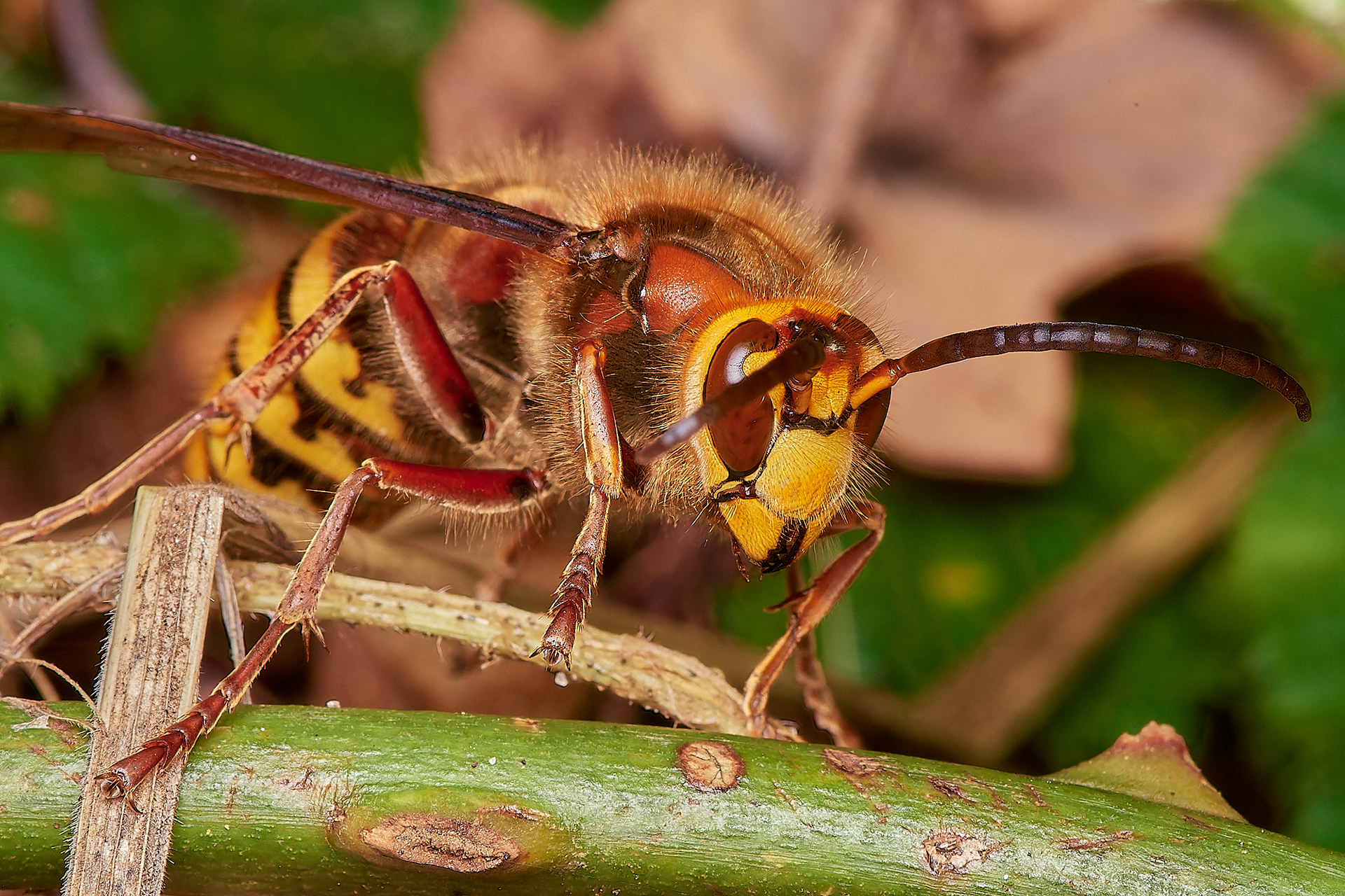 European Hornet's mating (Vespa crabro) Ken Hill