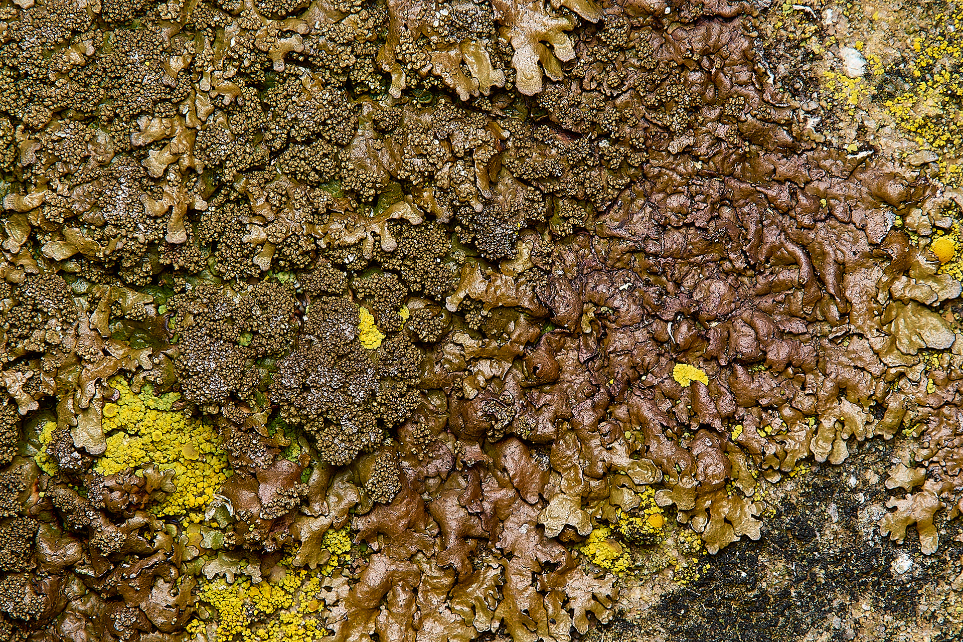 Xanthoparmelia verruculifera