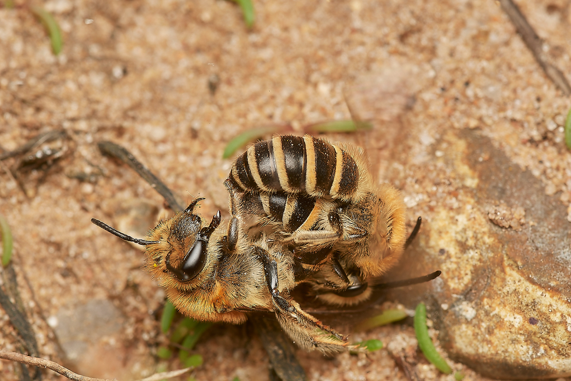 Sea Aster Mining Bees (Colletes halophilus) Gramborough Hill