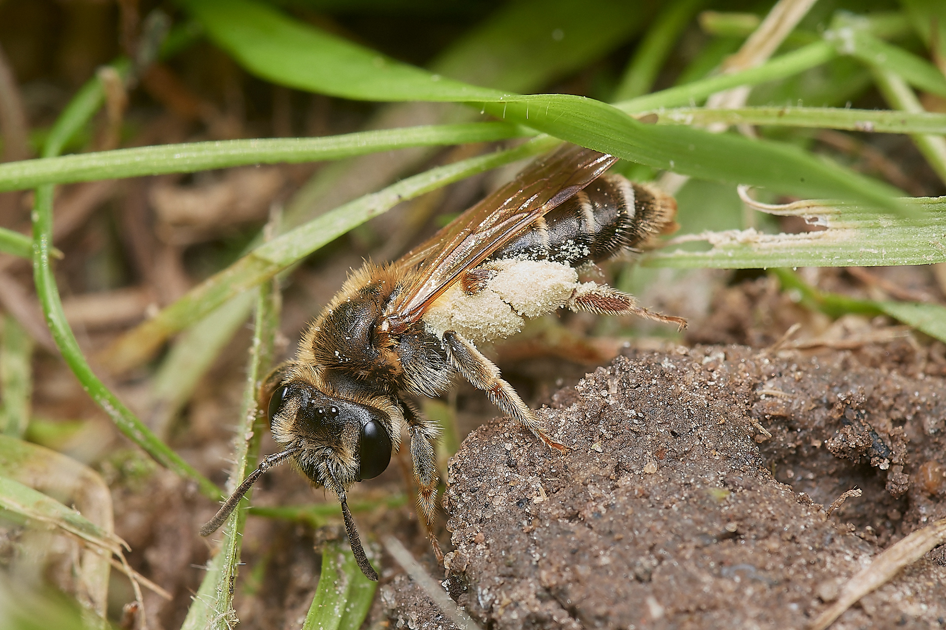 Orange-tailed Mining Bee?♀︎(Andrena haemorrhoa) at nest Hanworth