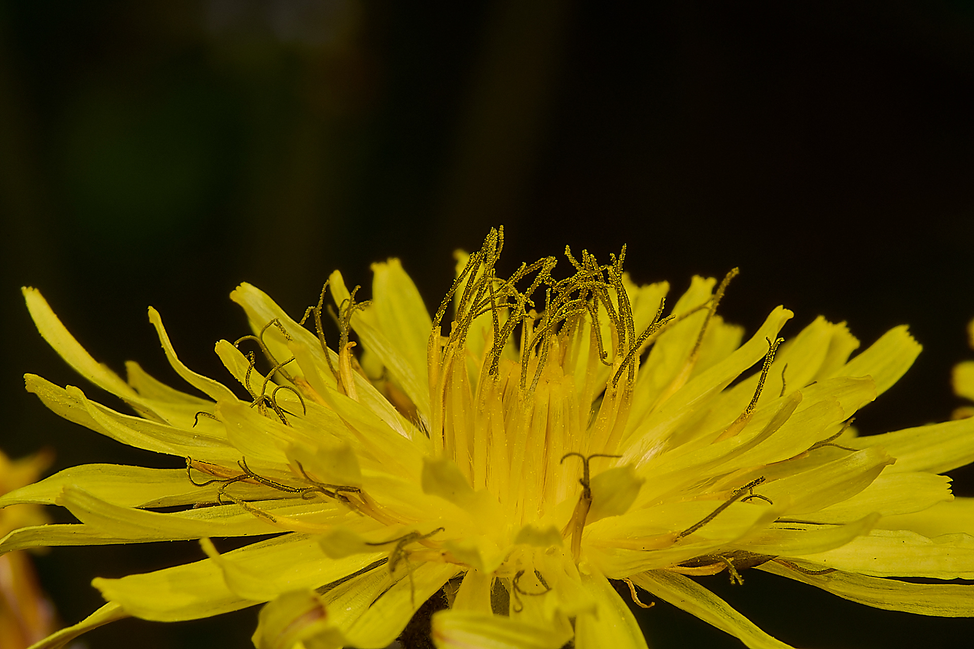 Beaked Hawk's-beard (Crepis vesicaria)