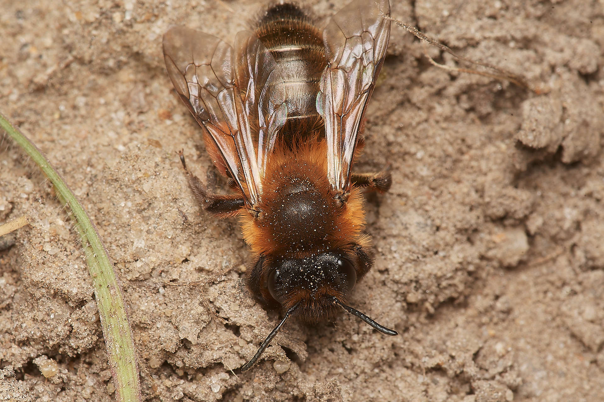 Buffish Mining Bee ♀︎(Andrena nigroaenea) Hanworth 04/23
