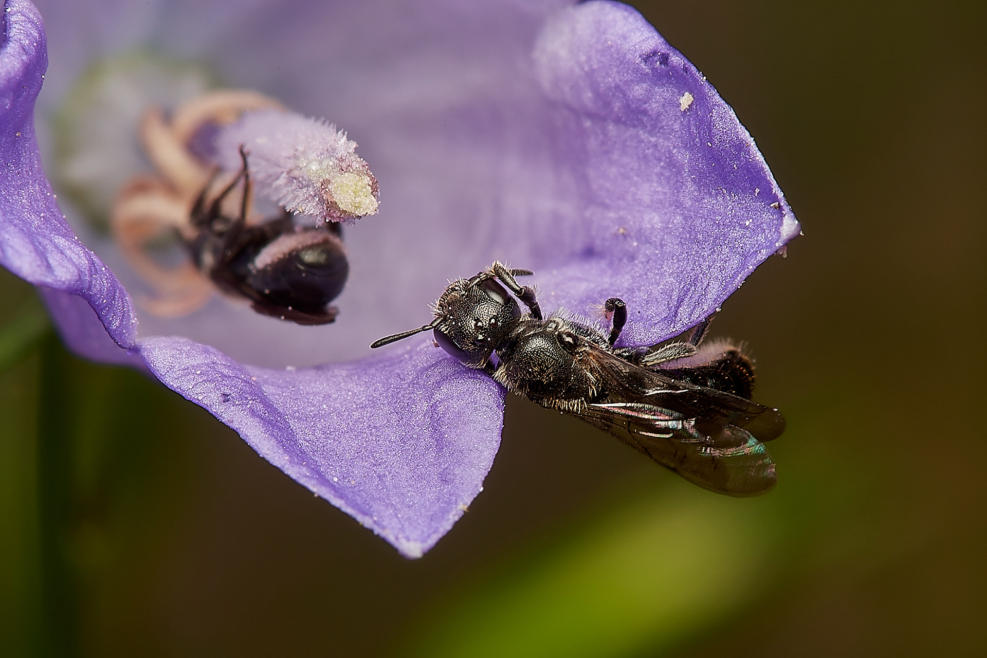 Small Scissor Bee ♀︎s(Chelostoma campanularum) Hanworth