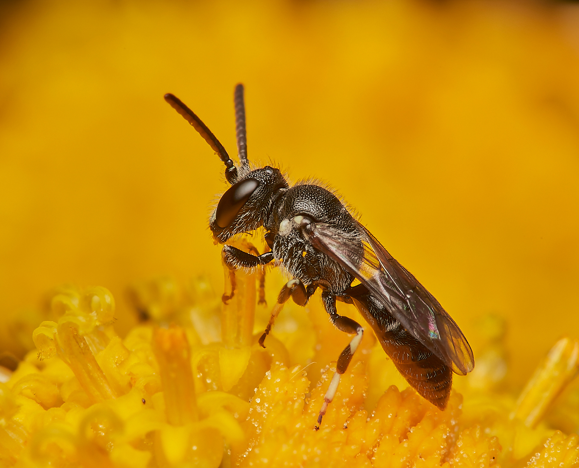 Hairy Yellow-face ♂︎(Hylaeus signatus) Slapton Ley