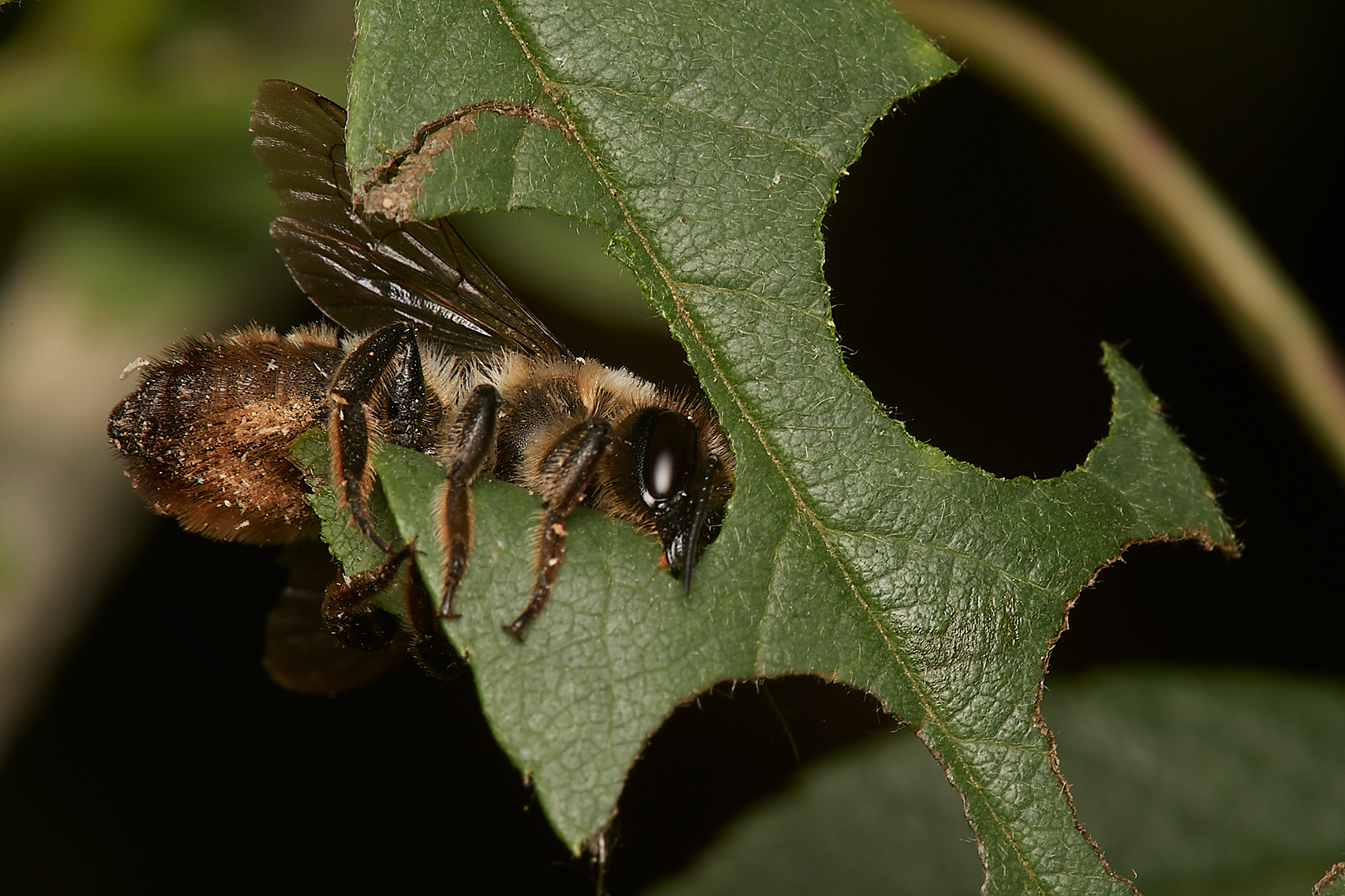 Willughby's Leafcutter Bee (Megacile willughbiella) Hanworth