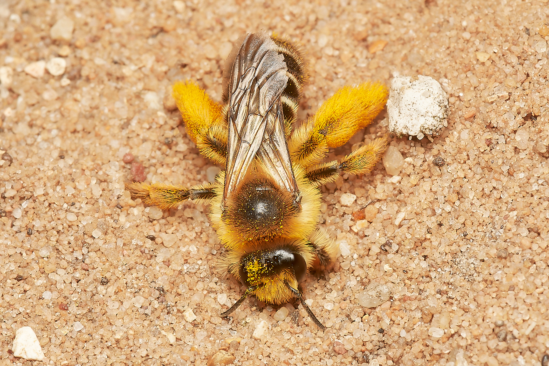 Pantaloon Bee ♀︎ (Dasypoda hirtirpes) Santon Downham