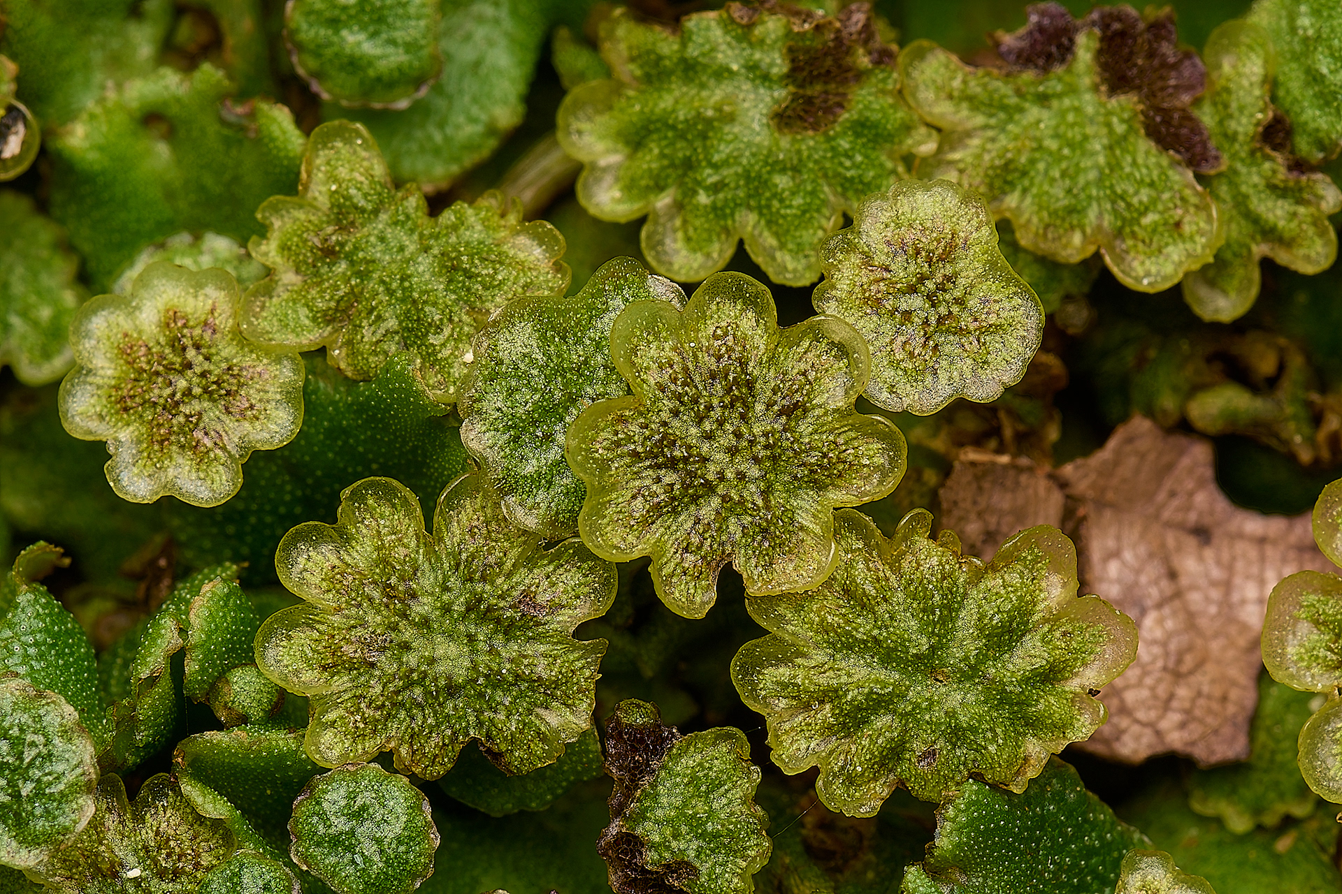 Common Liverwort (Marchantia polymorpha)