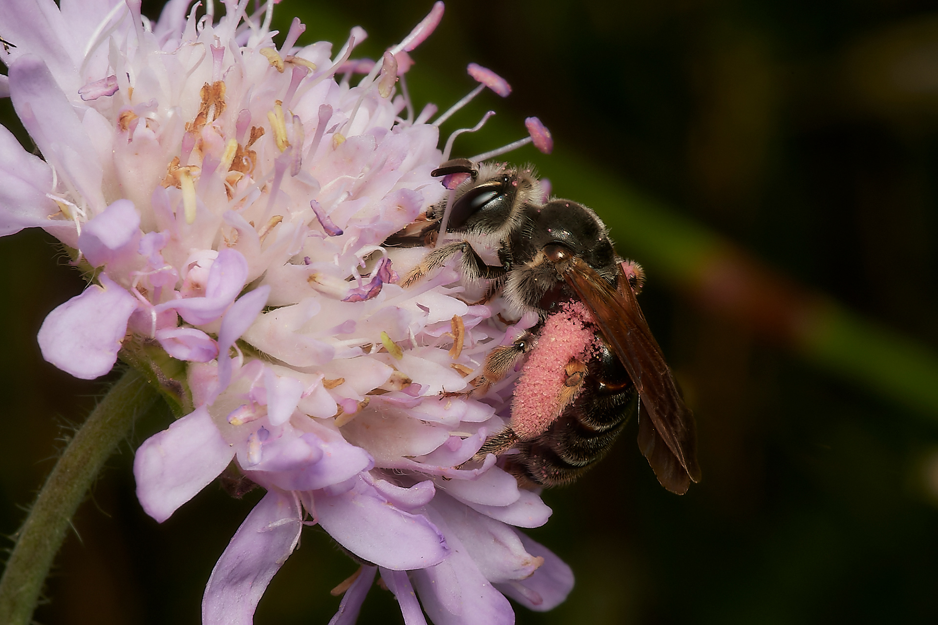 Large Scabious Mining ♀︎ (Andrena hattorfiana) Metton
