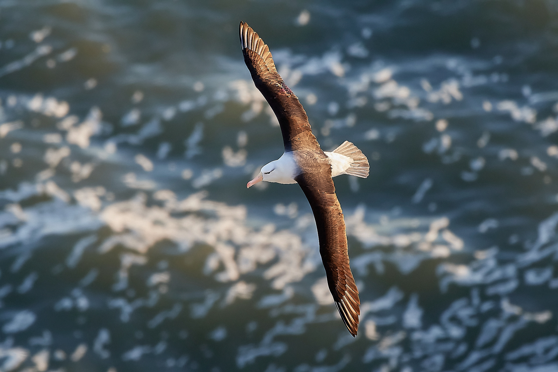Black-browed Albatross (Thalassarche melanophris)