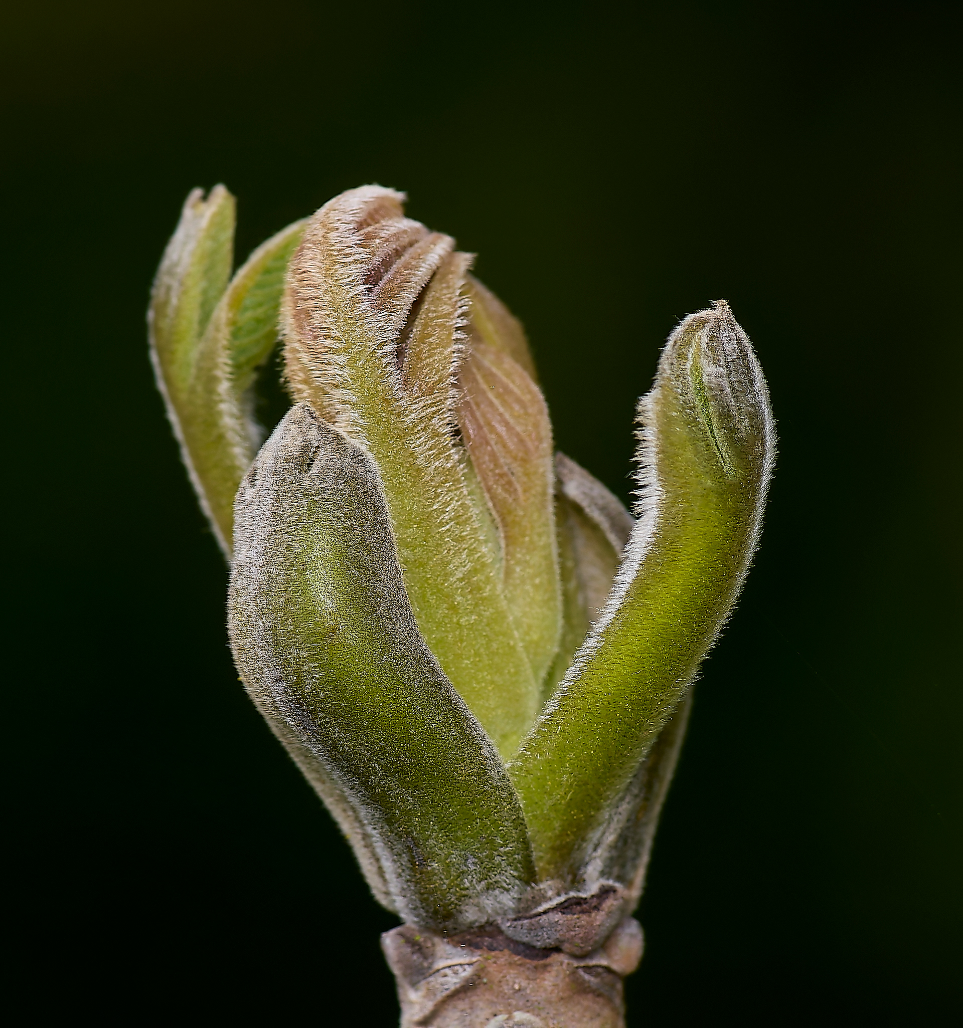 Walnut buds (Juglans regia)