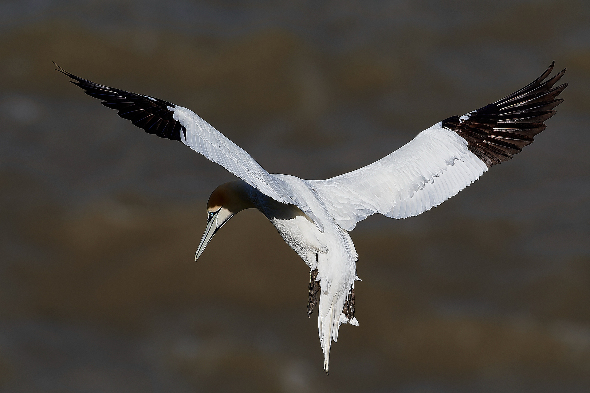 Gannets (Morus bassanus)