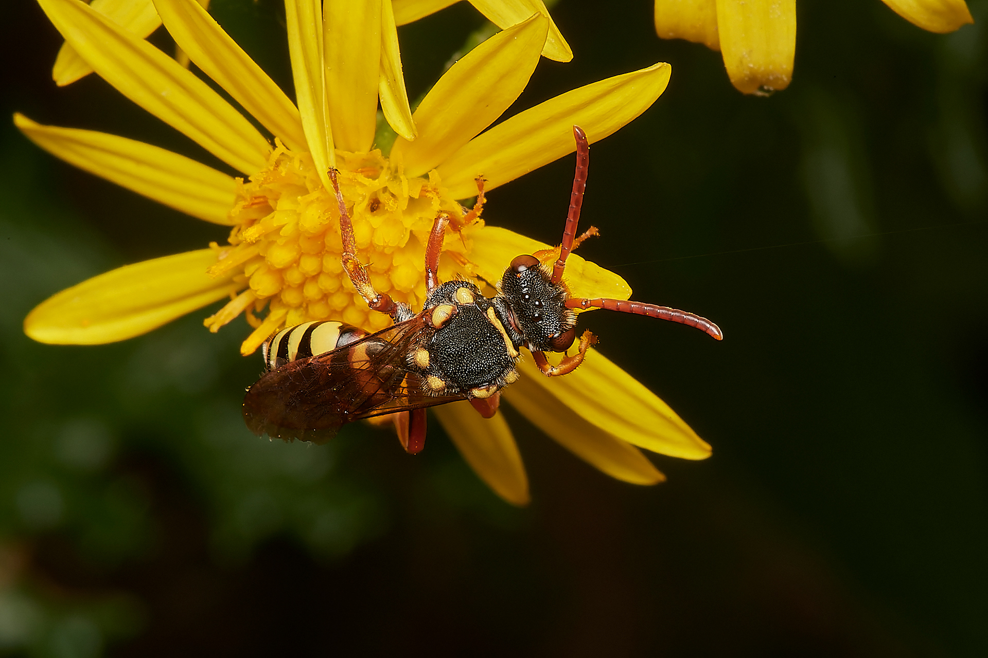 Orange-horned Nomad Bee (Nomada fulvicornis) Broadland Country Park