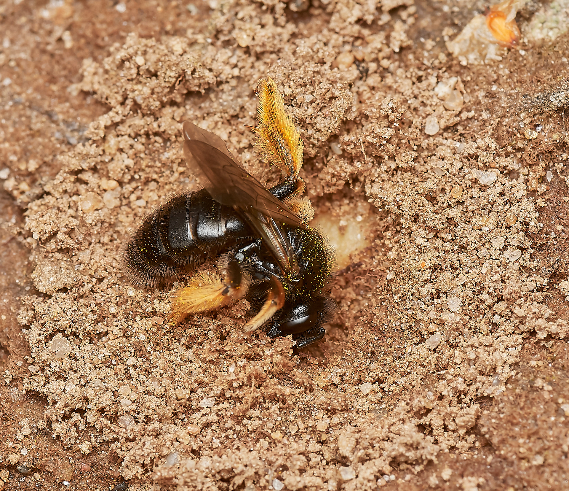 Big Shaggy Bee ♀︎ (Panurgus banksianus) Nest propecting Kellling Heath