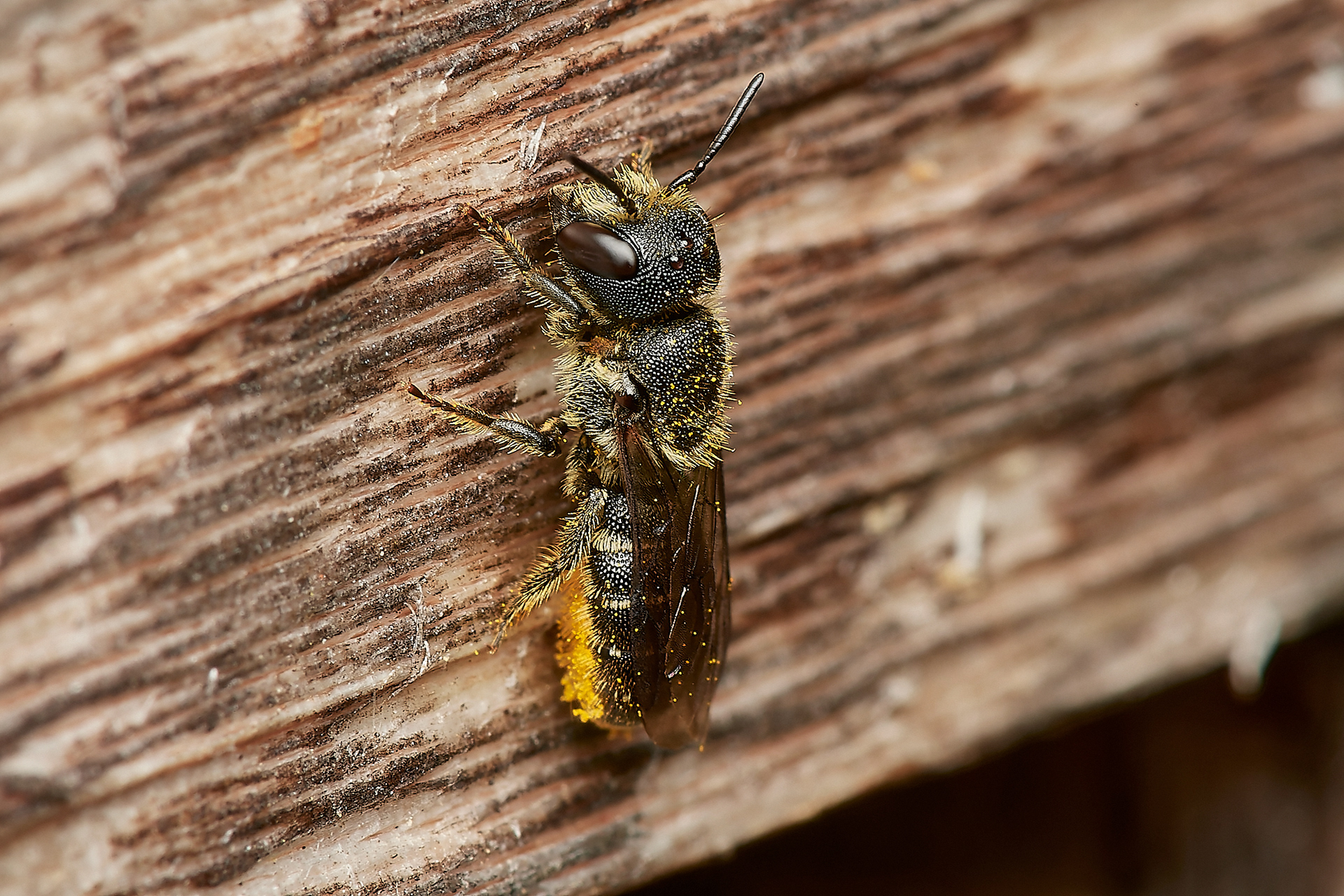 Large-headed Resin Bee ♀︎(Heriades truncorum) A Norwich garden
