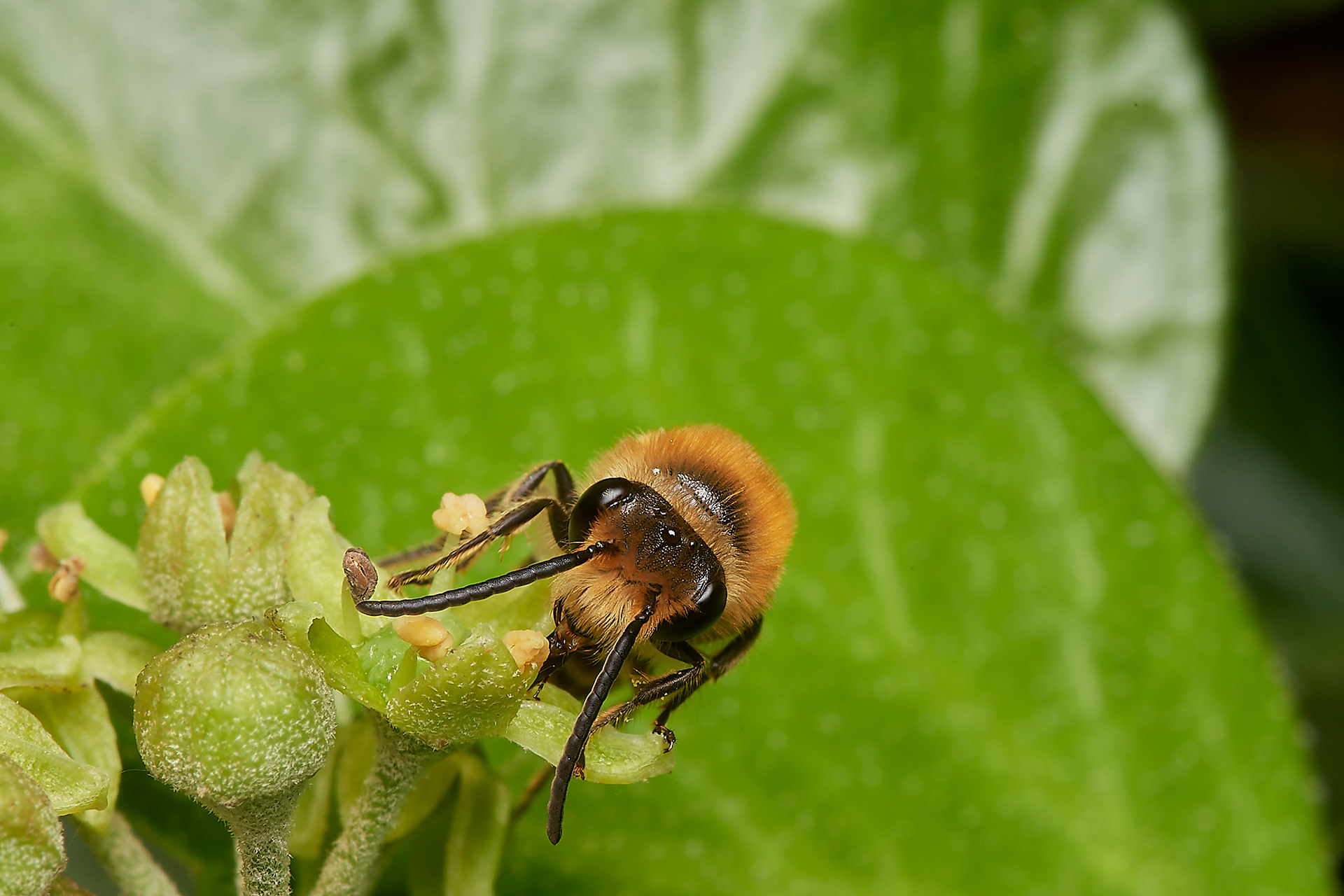 Ivy Bee (Colletes hederae) Aylsham