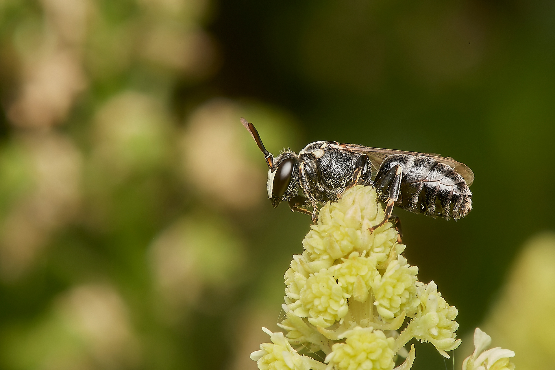 Large Yellow -face Bee ♂︎(Hylaeus signatus) Weybourne