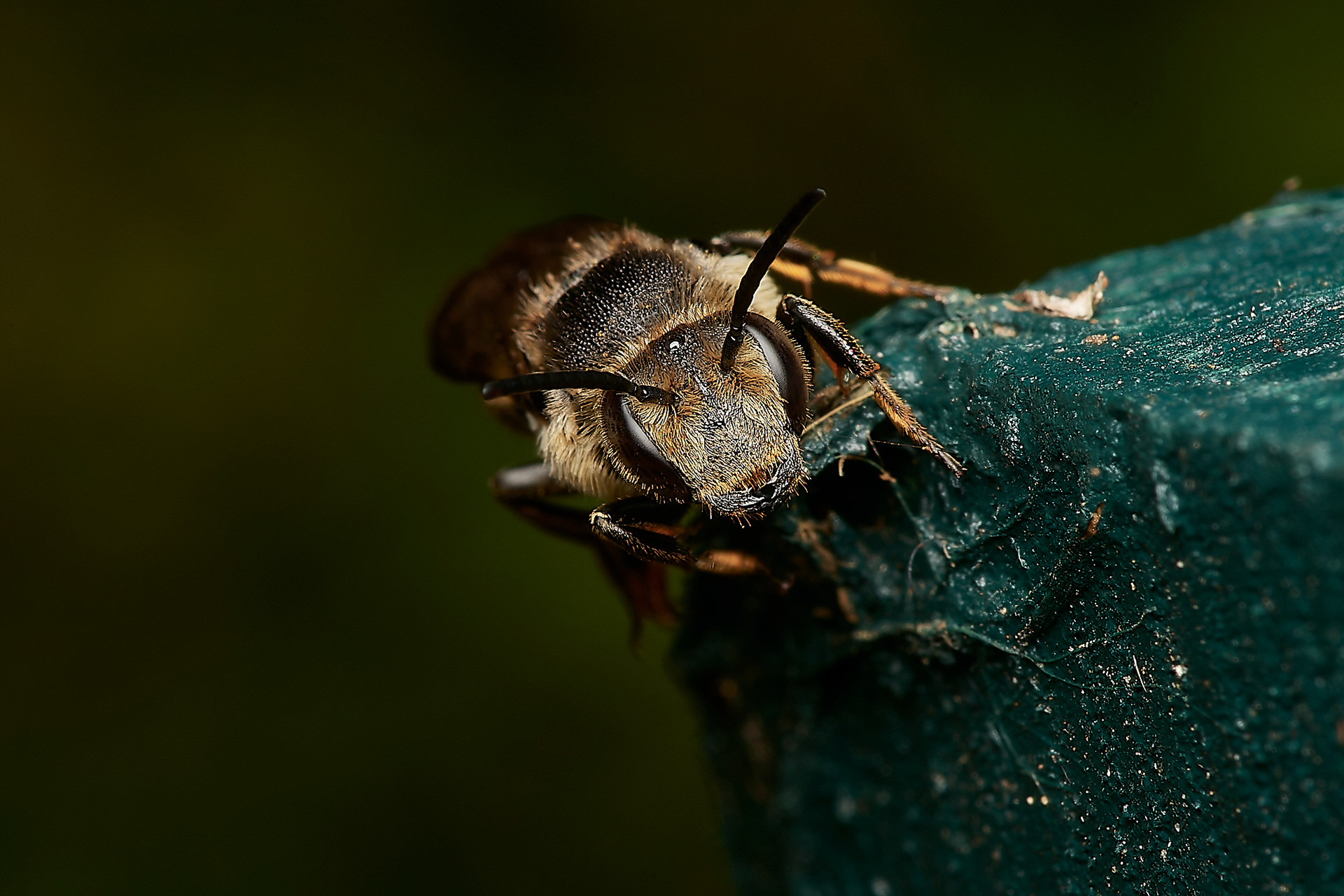 Dull-vented Sharp-tail Bee ♀︎ (Coelioxys elongata) Hanworth