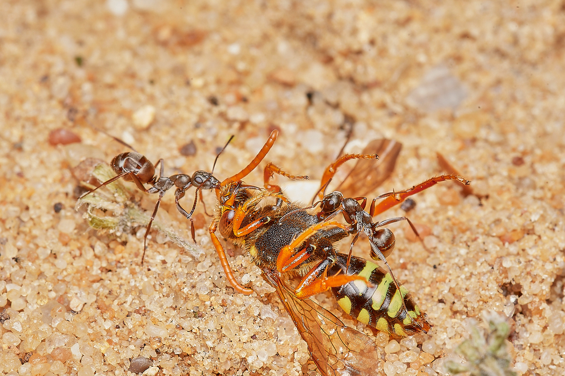 Gooden's Nomad Bee ♀︎ (Nomada goodeniana) Hanworth