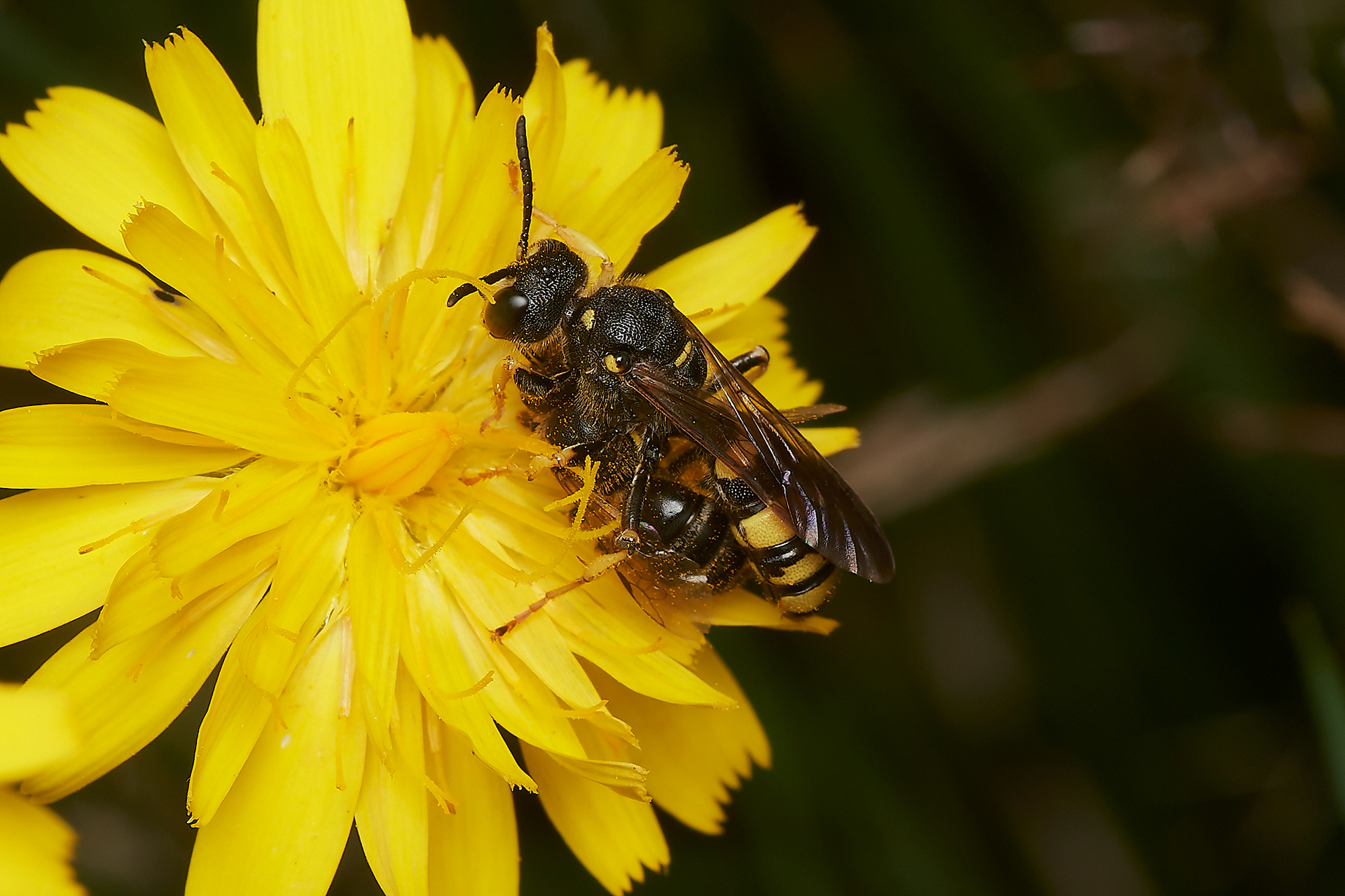 Ornate-tailed Digger Wasp ♀︎(Cerceris rybyensis) Broadland Country Park