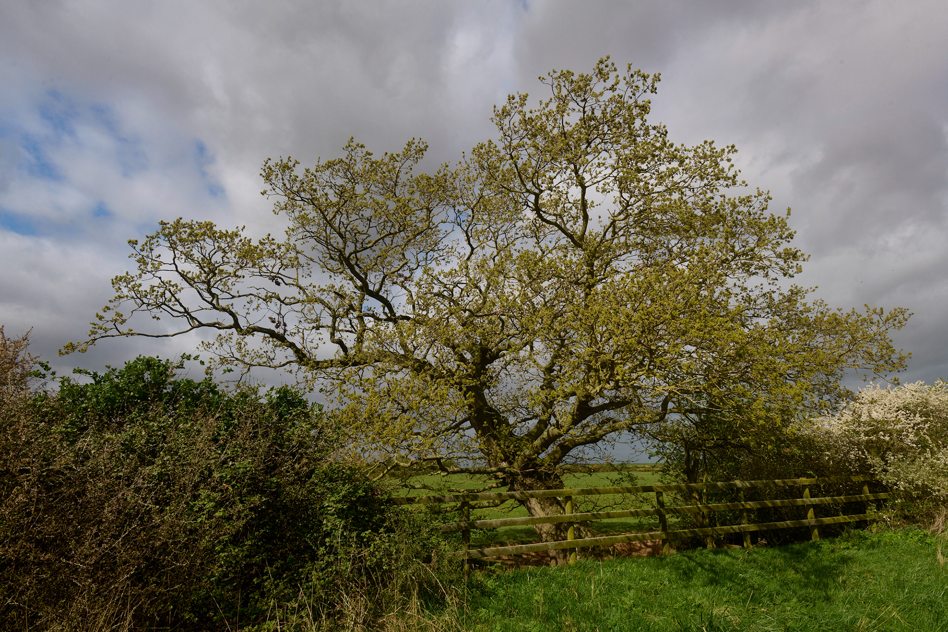Oak (Quercus robur)