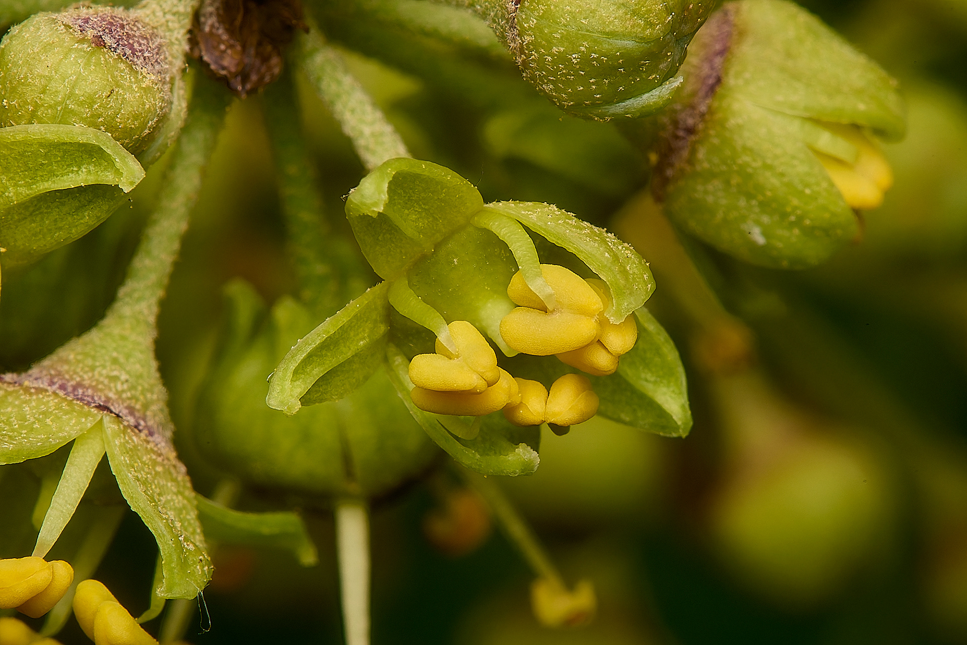Ivy flower just opening (Hedera helix)
