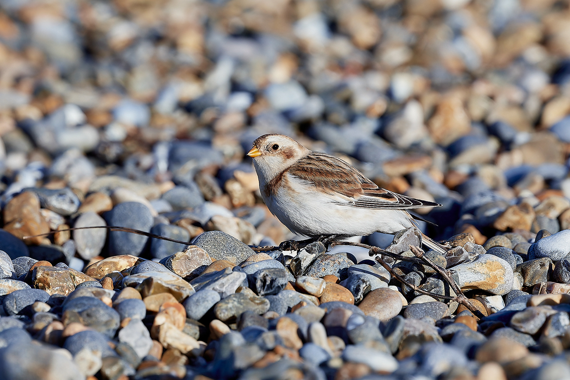 Snow Bunting (Plectrophenax nivalis) Cley