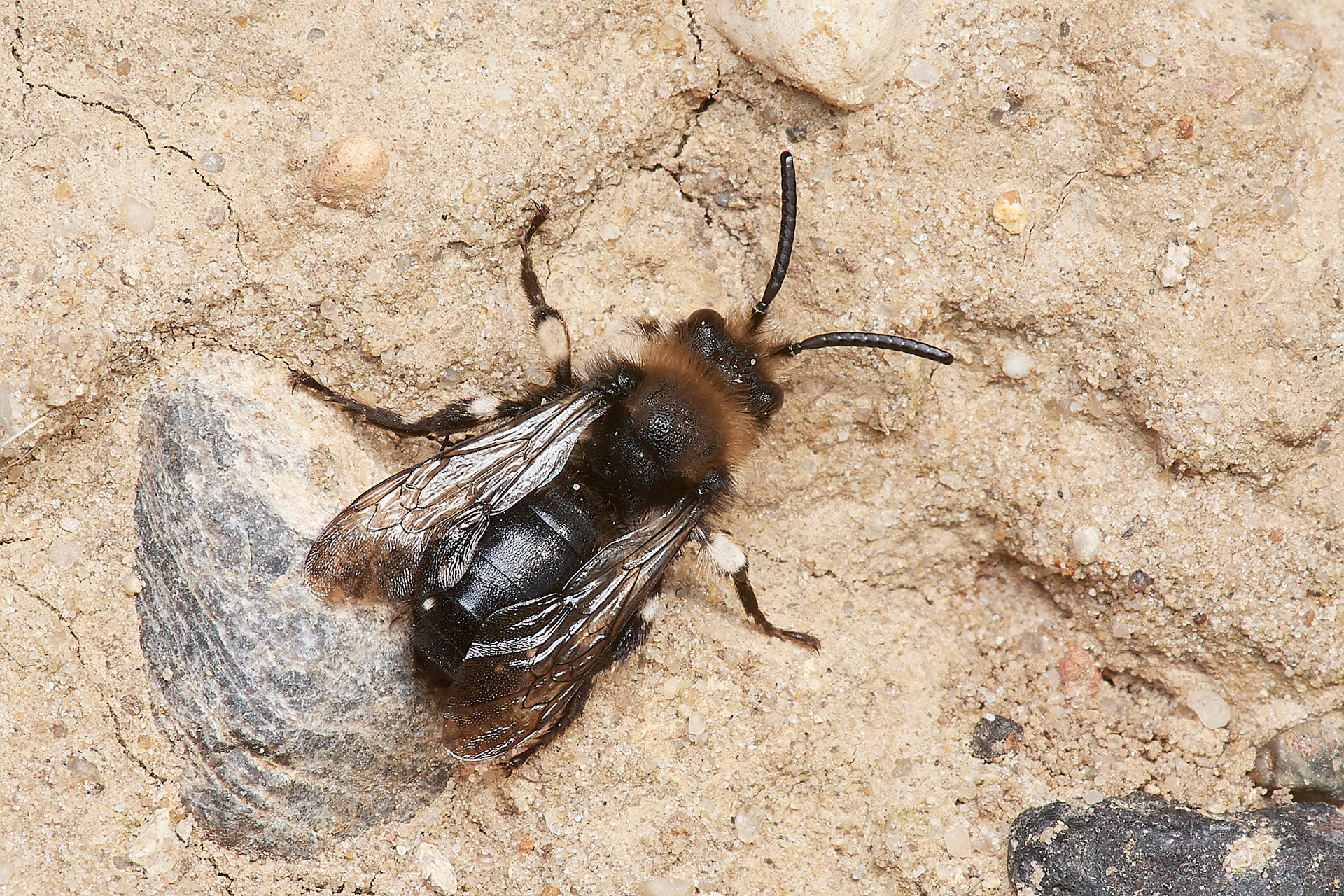 Mourning Bee (Melicta albifrons) Weybourne
