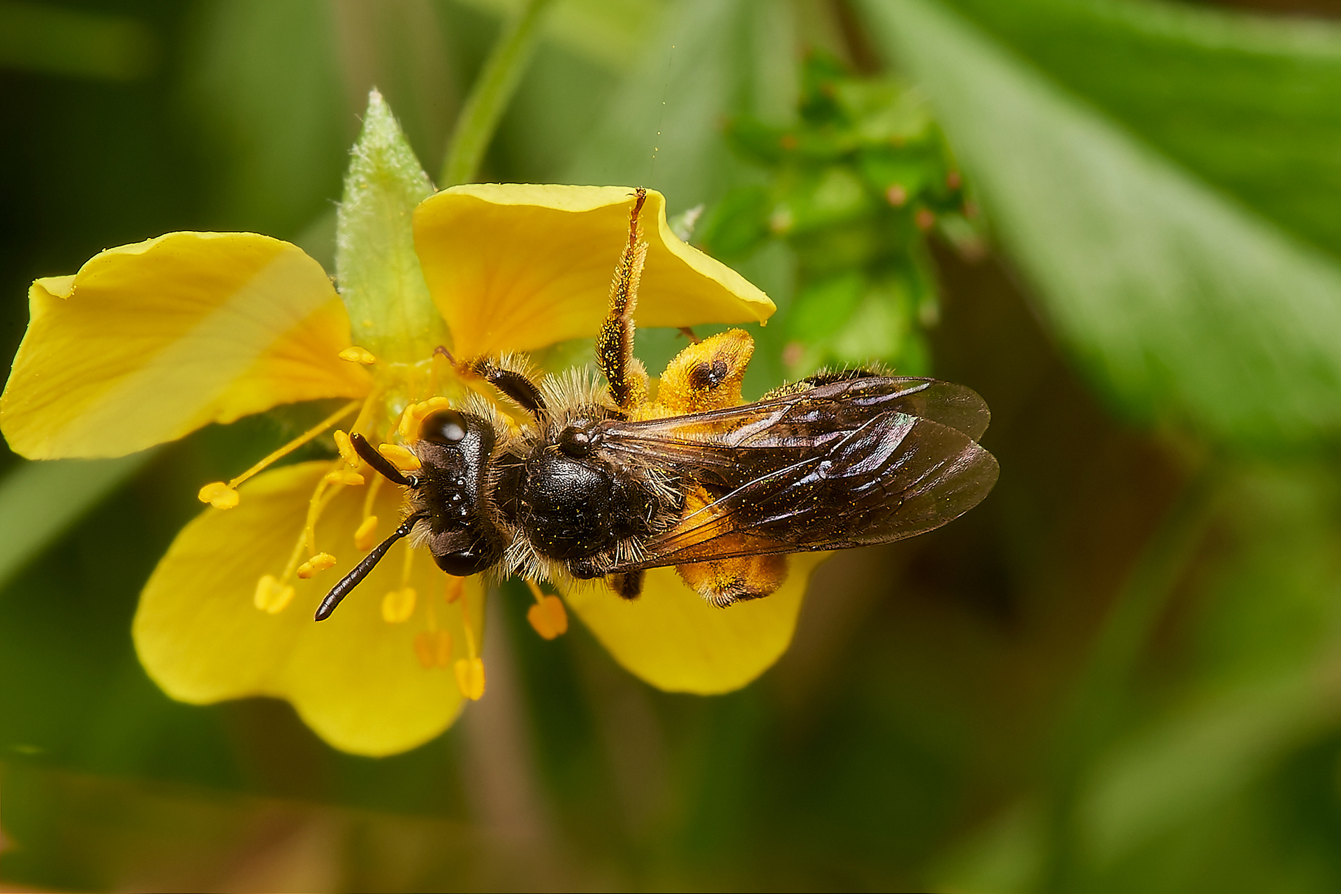 Tormentil Mining Bee ♀︎(Andrena tarsatta) Broadland Country Park