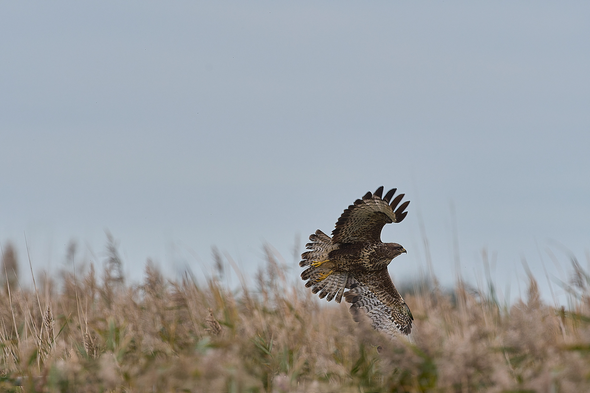 Buzzard (Buteo buteo)