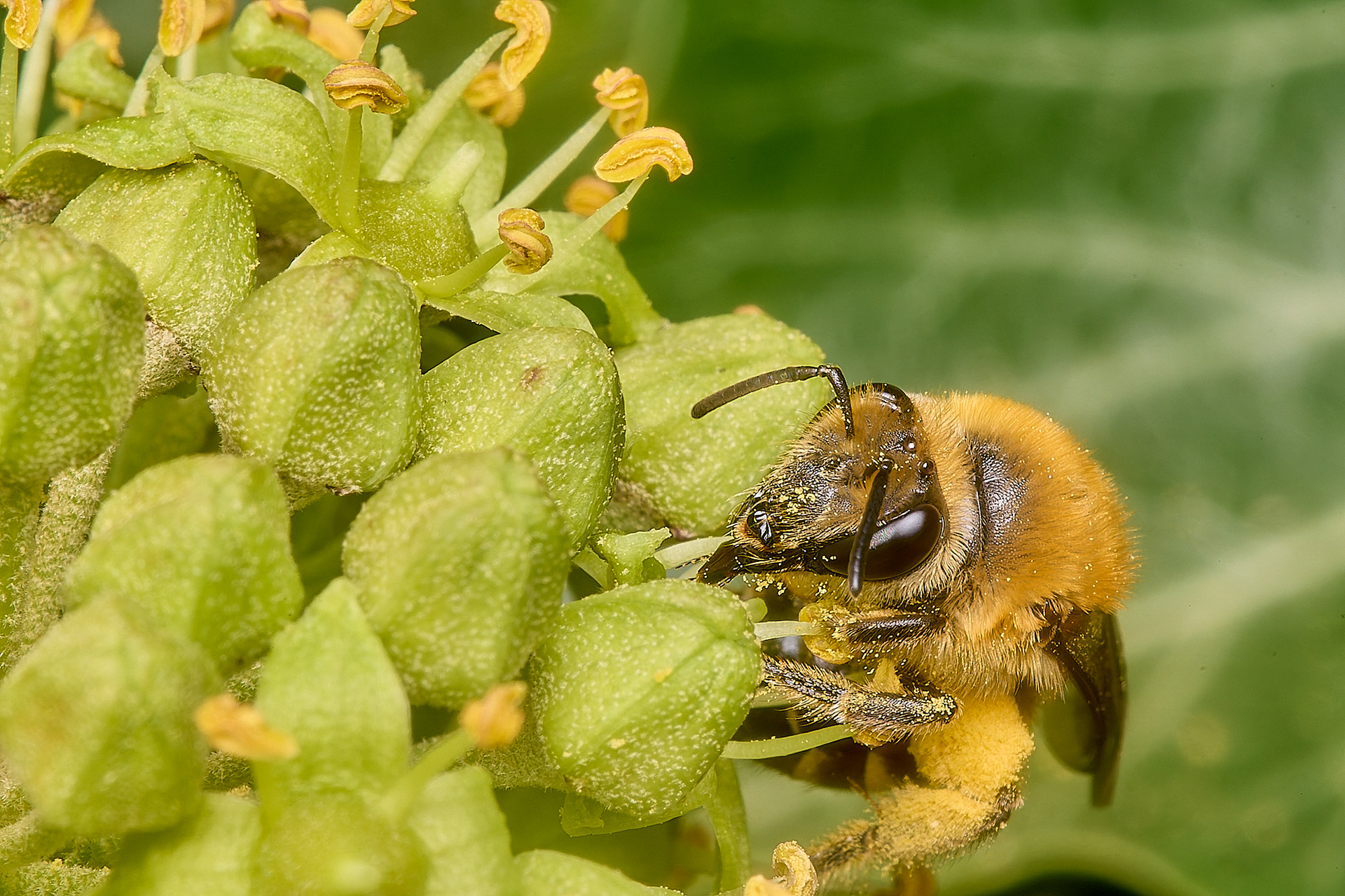 Ivy Bee (Colletes hederae)