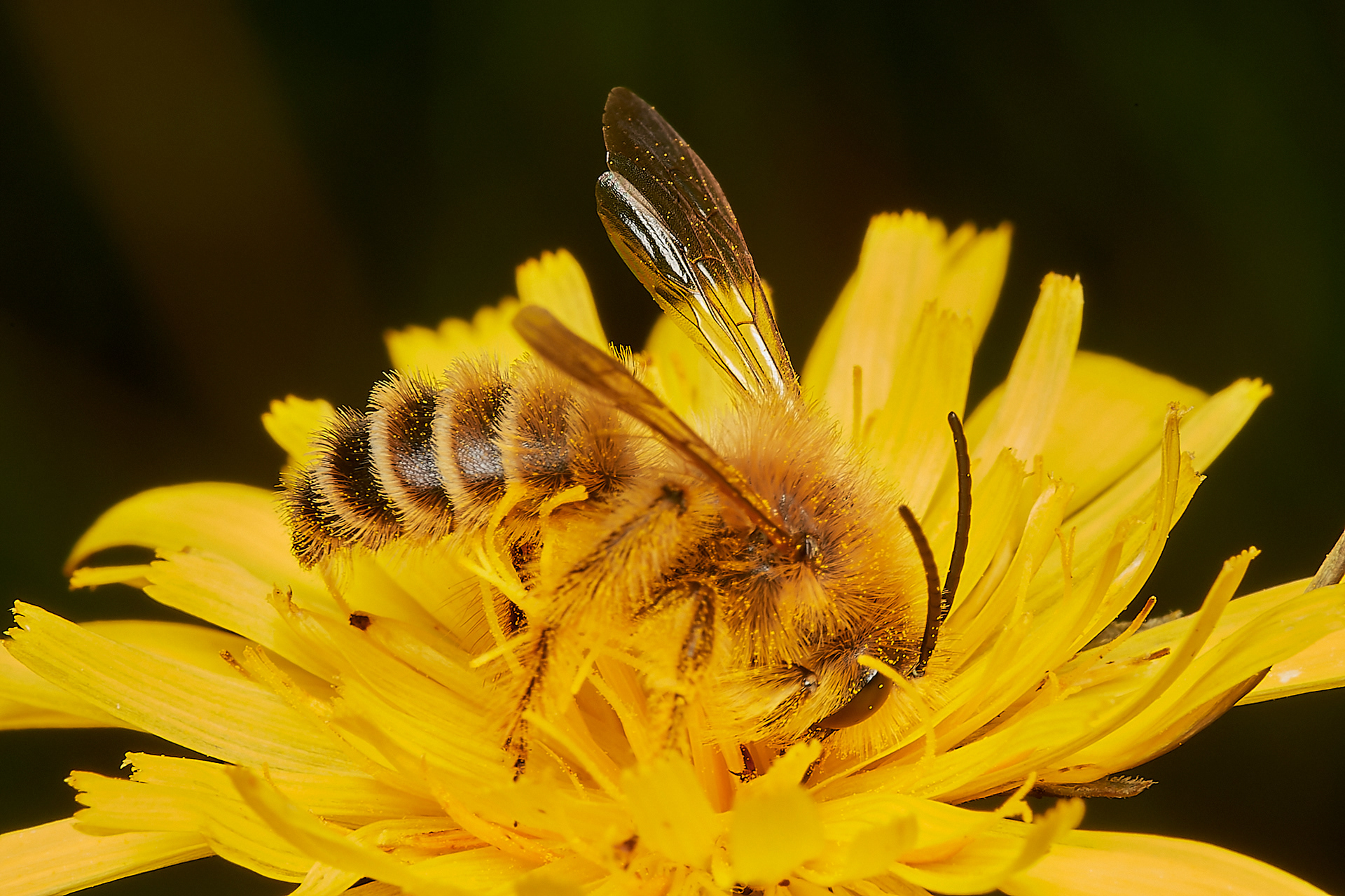 Pantaloon Bee ♂︎(Dasypoda hirtirpes) Santon Downham