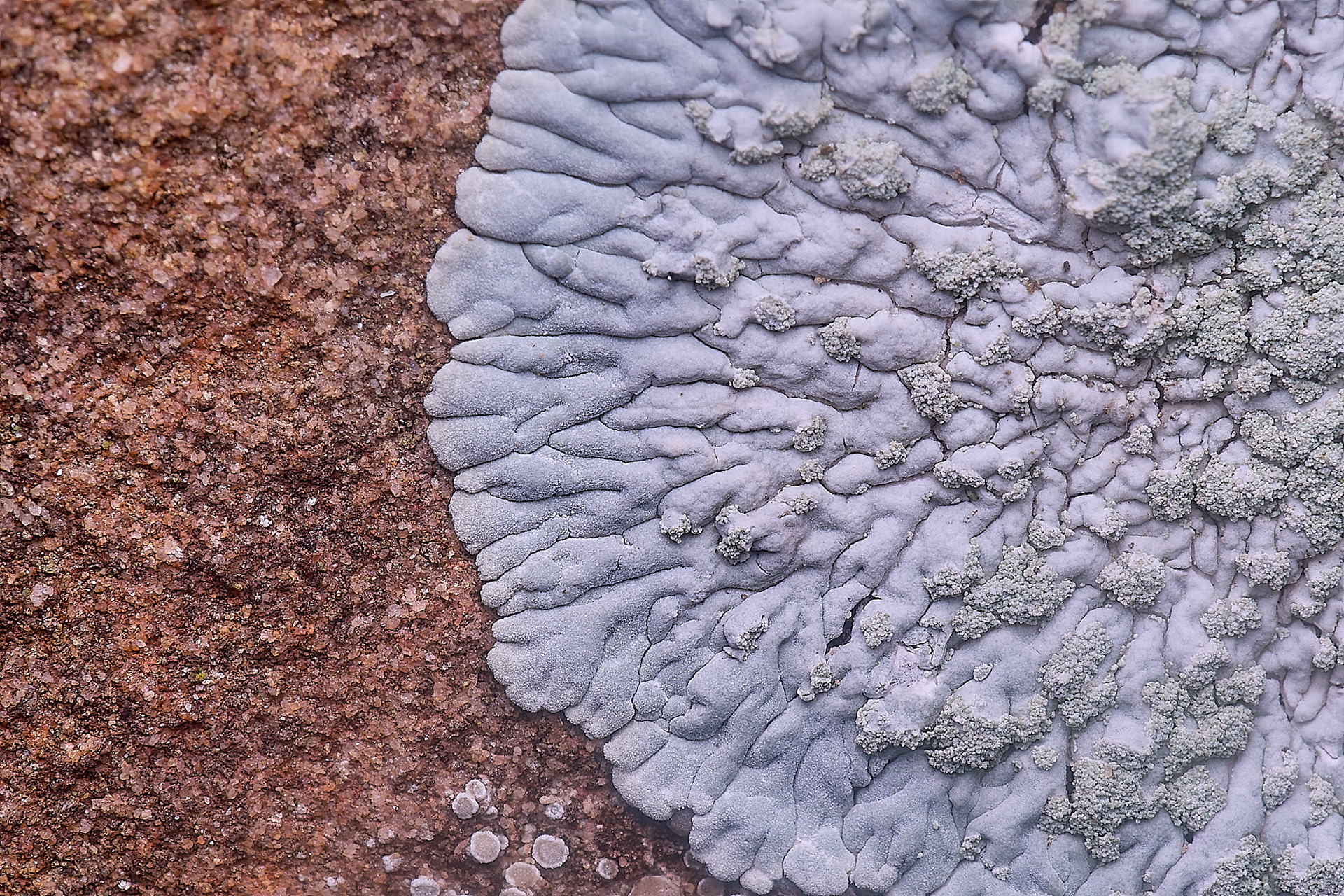 Diploicia canescens