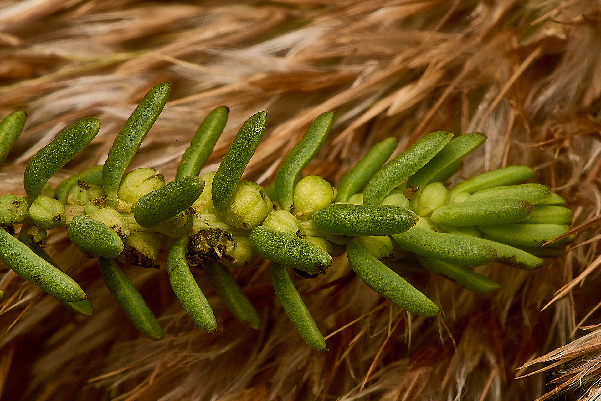 Shrubby Sea-blite (Sueda vera)