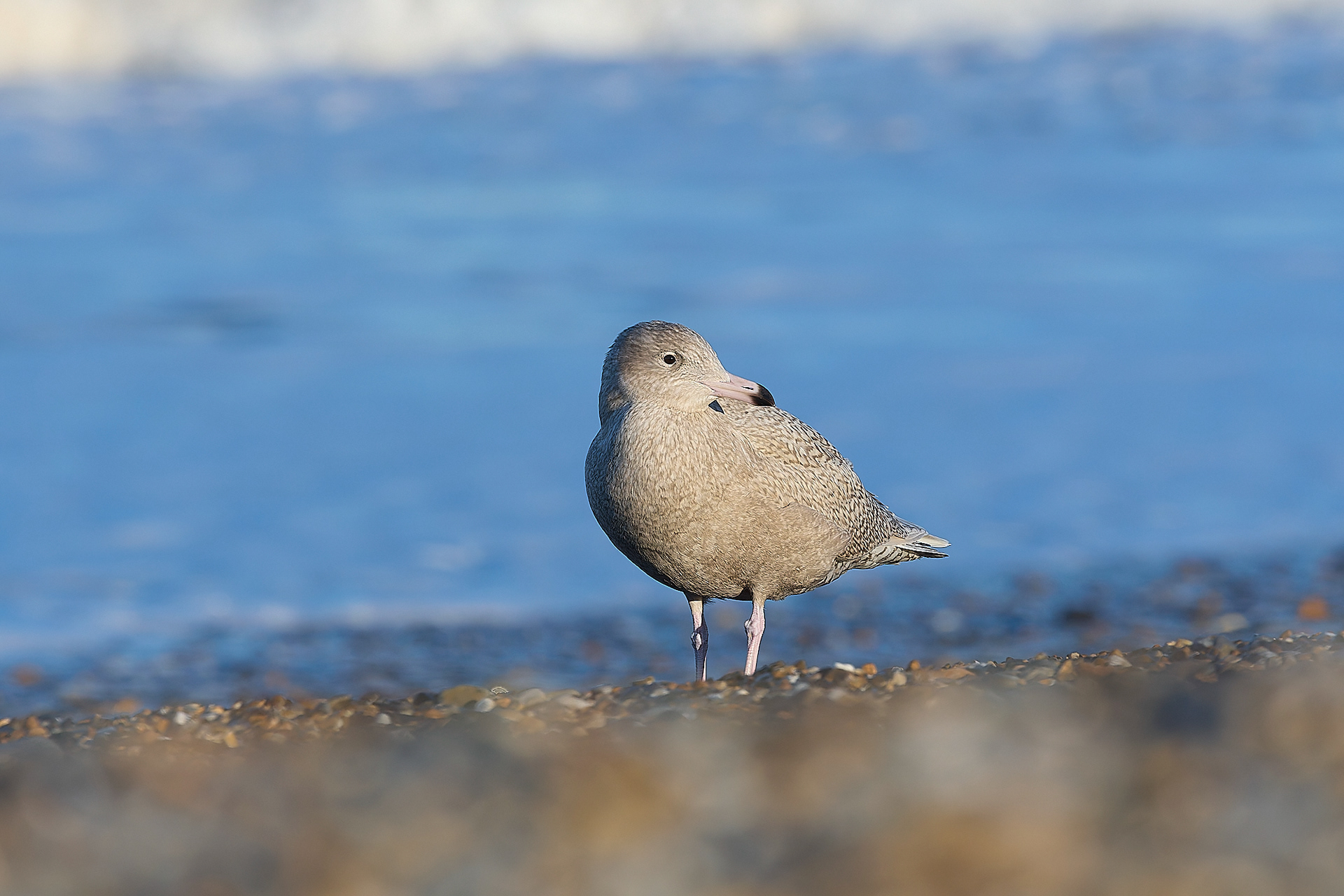 Glaucous Gull