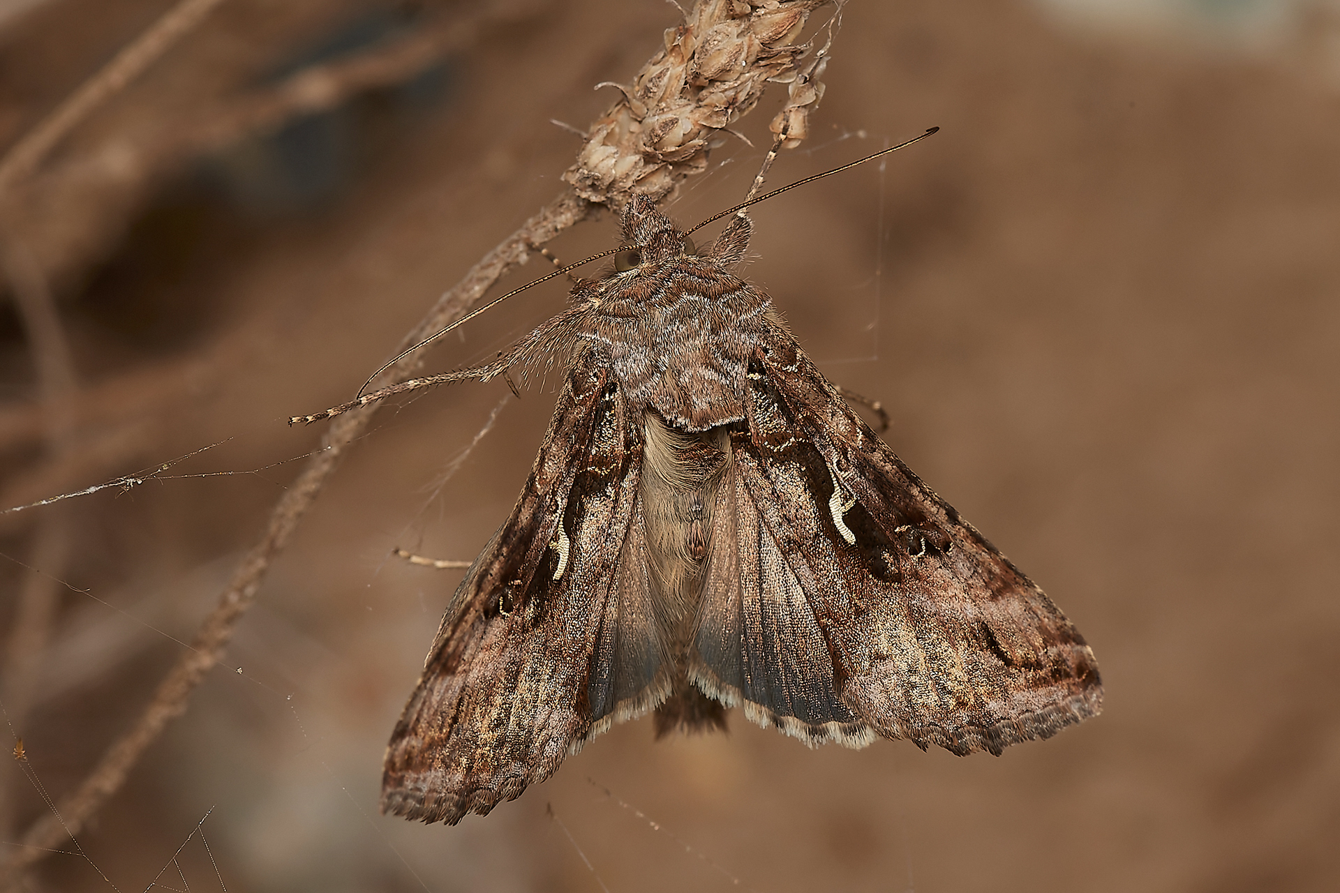 Silver Y (Autogrpaha gamma) Gramborough Hill