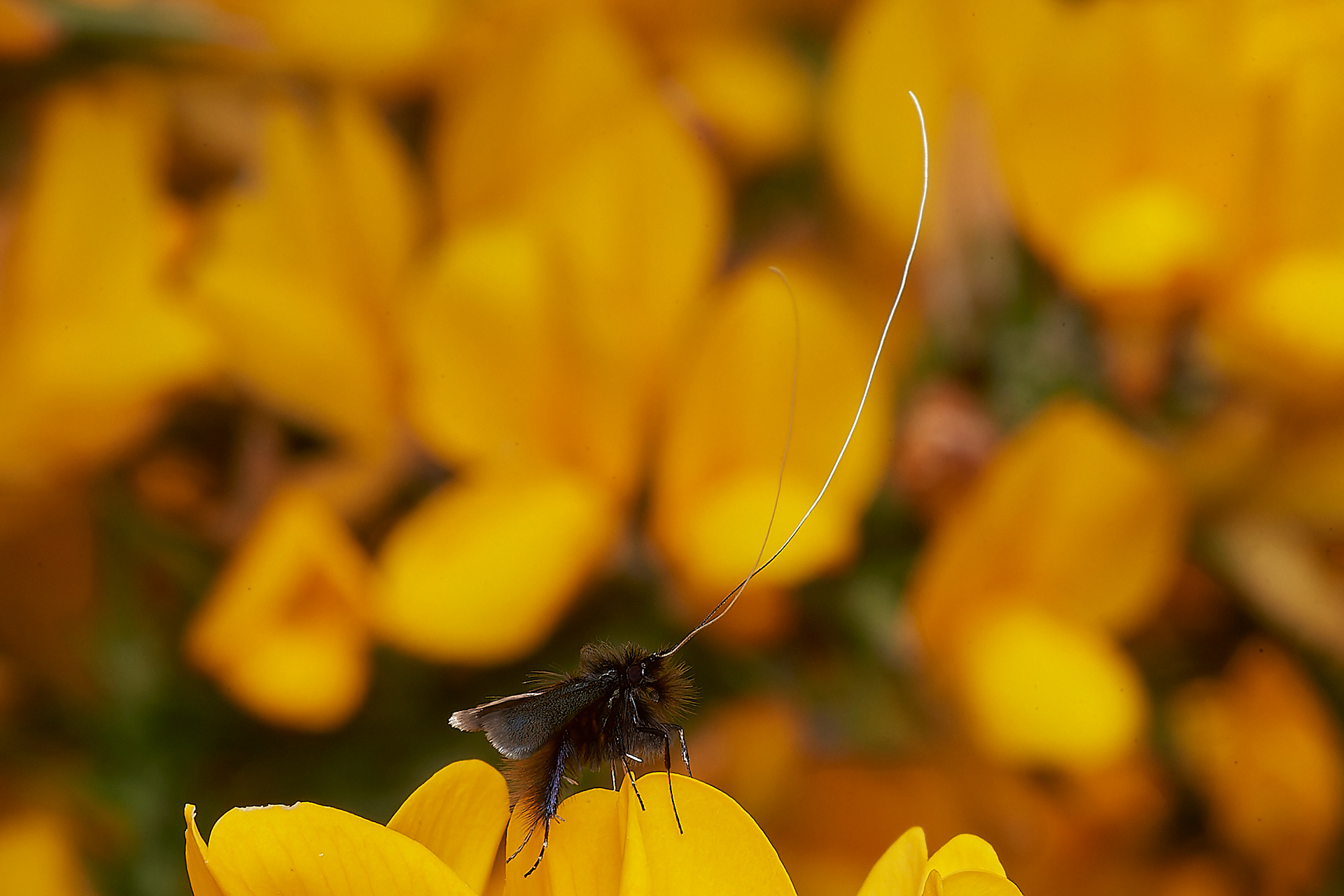 Green Longhorn Moth (Adela reamurella) Kelling Heath