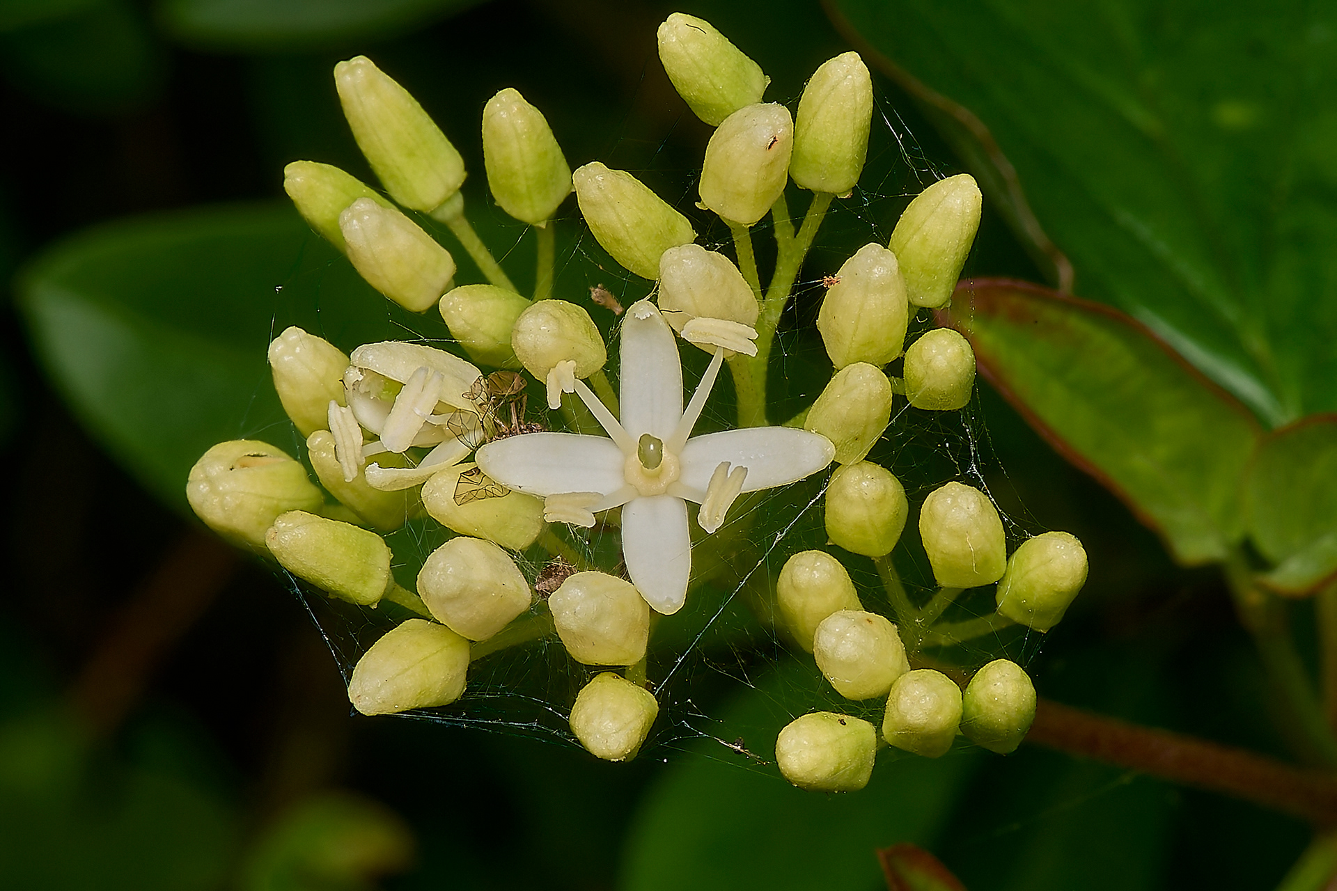Dogwood