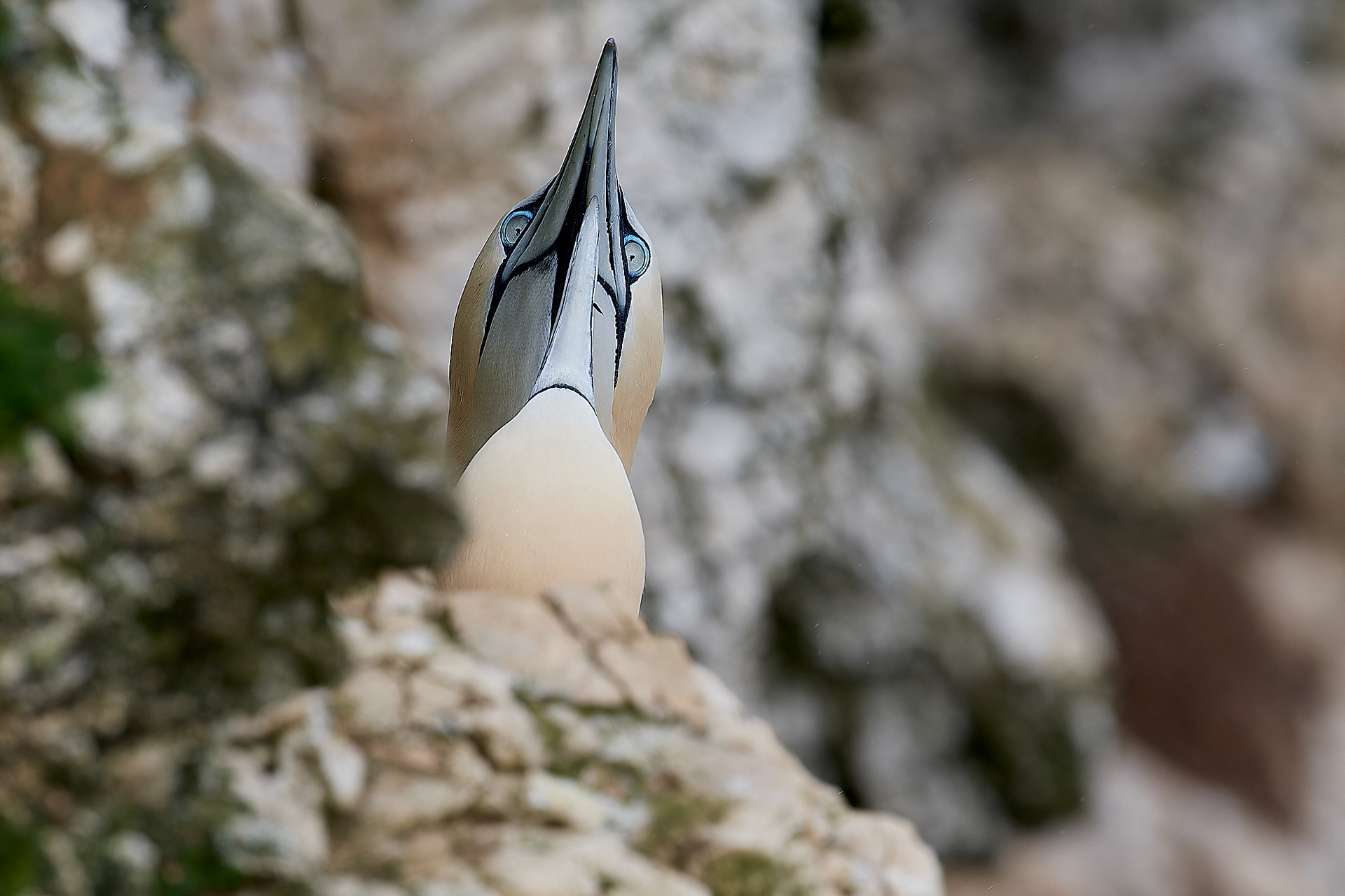 Gannets (Morus bassanus)