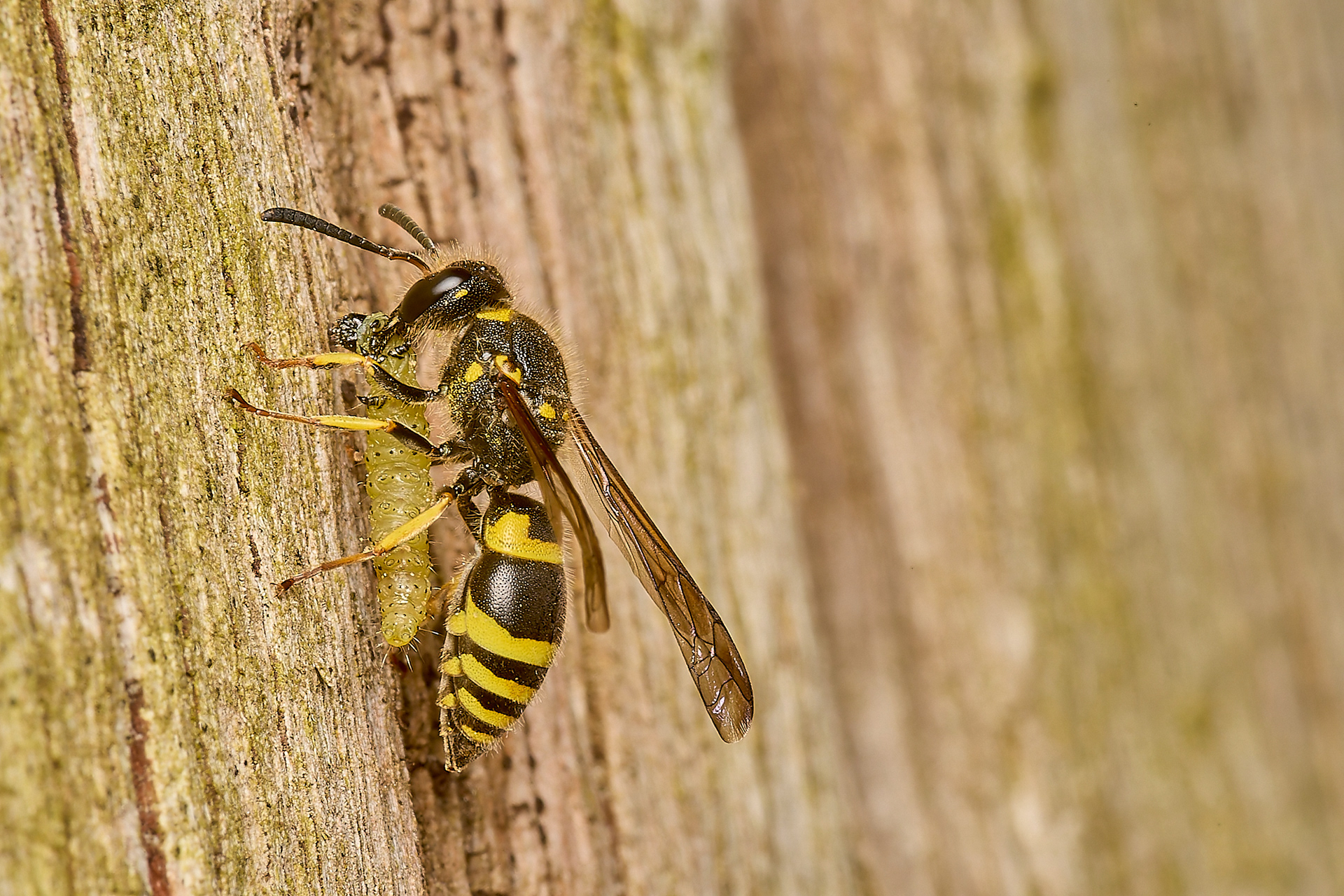 Early Mason Wasp (Ancistrocerus nigricornis)♀︎