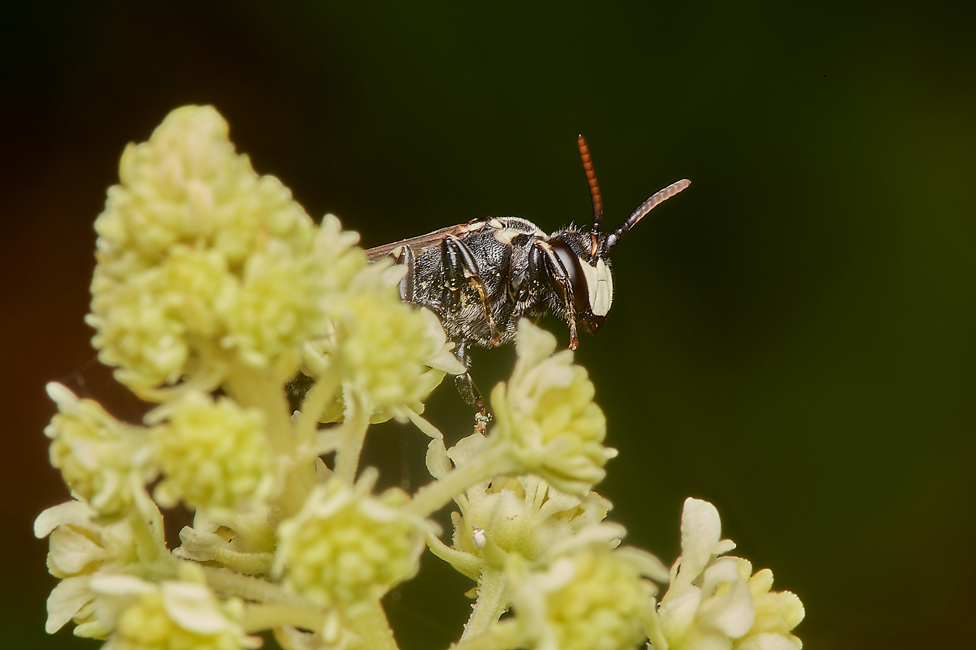 Large Yellow-face Bee ♂︎ (Hylaeus signatus) Weybourne