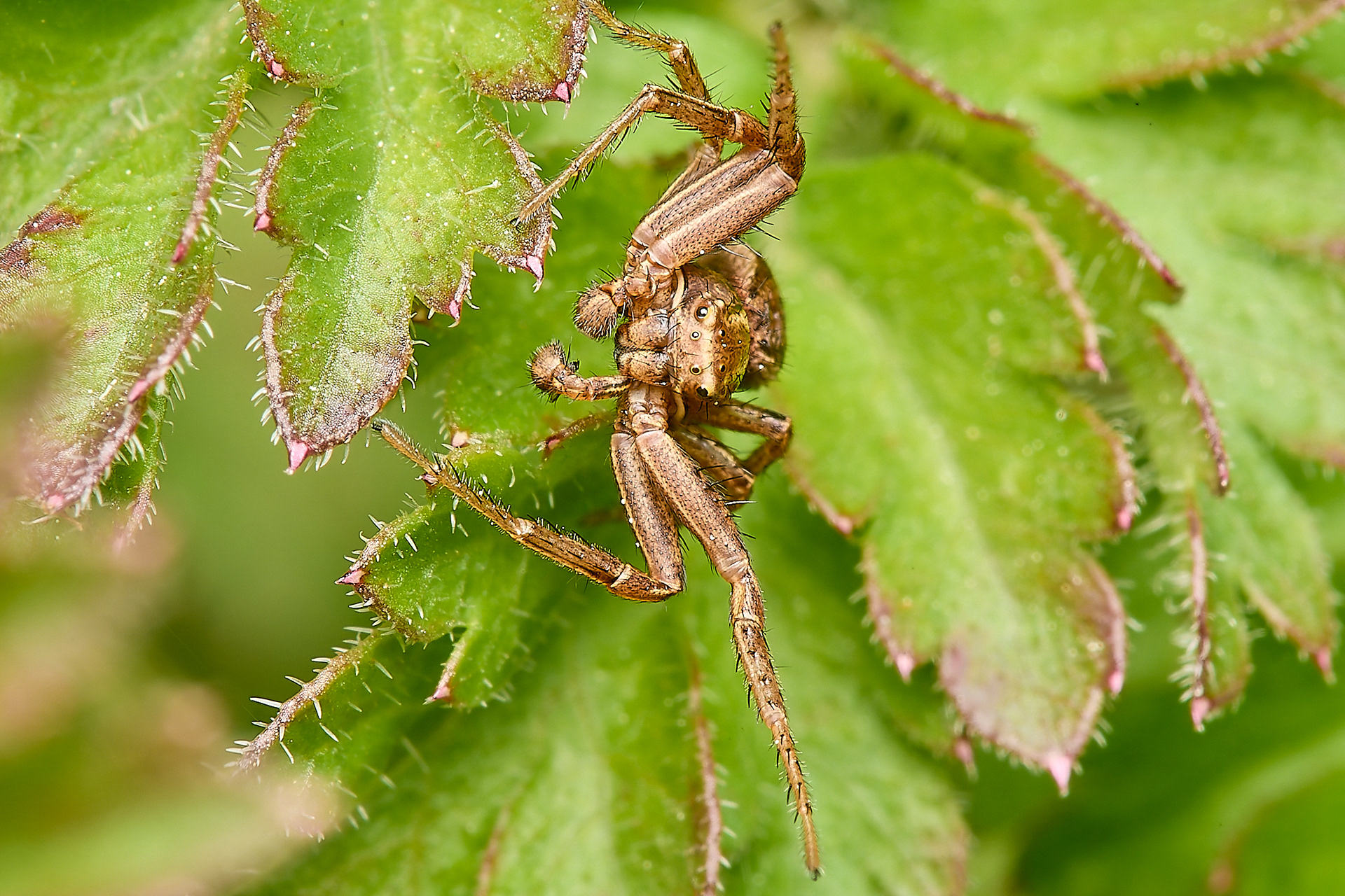 Crab Spider (Xysticus ulmi/cristatus)