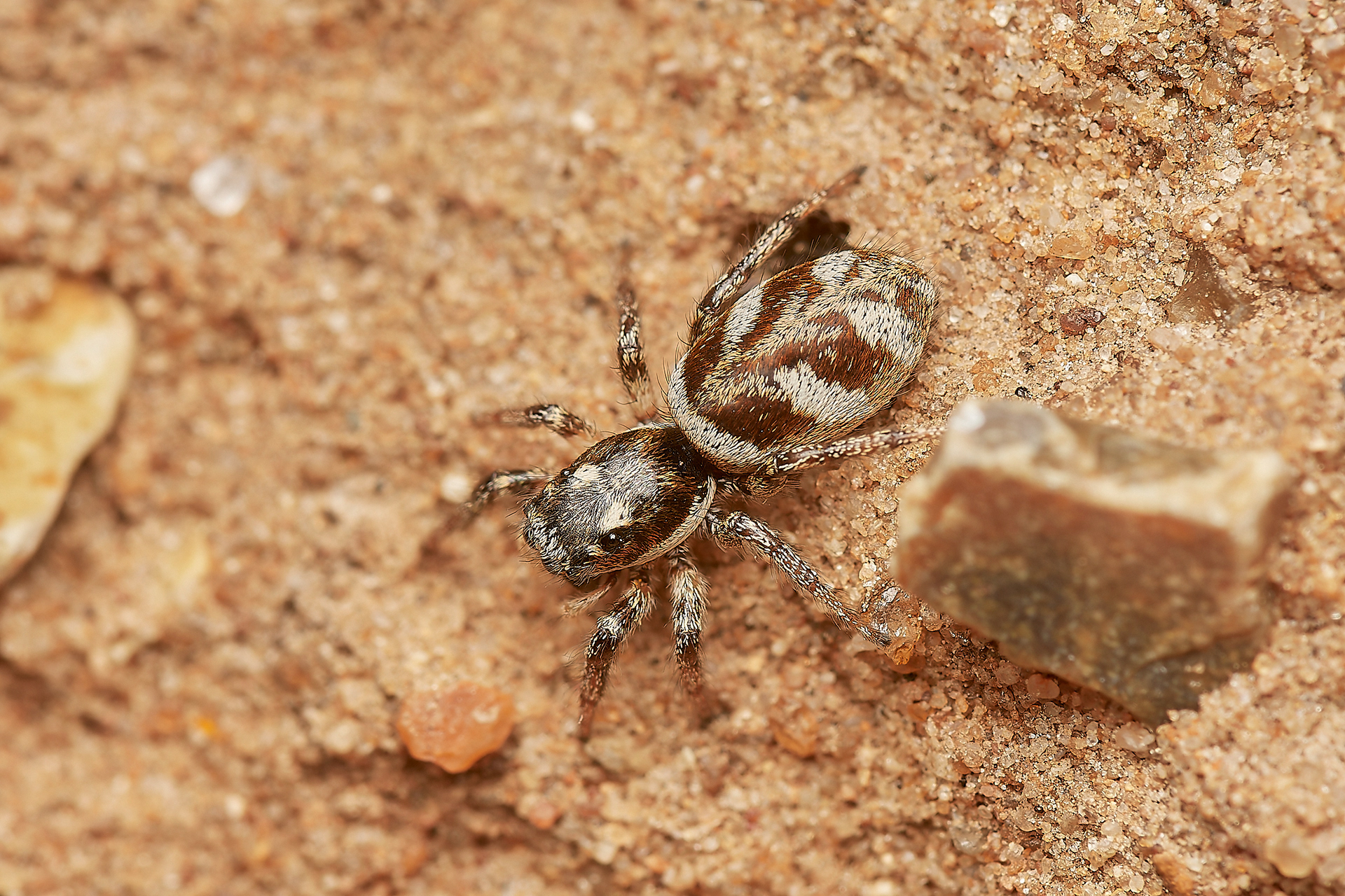 Zebra Spider (Salticus scenicus) Gramborough Hill
